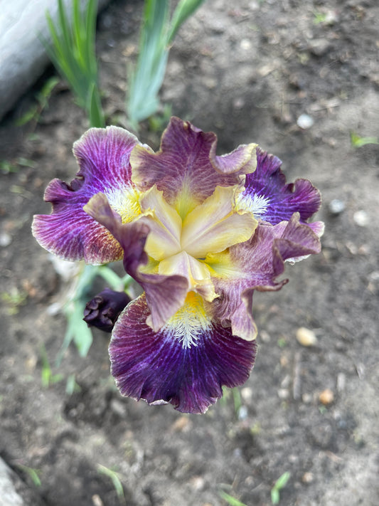 Iris - Blackcurrant (IB) *Restocking Summer 2026*