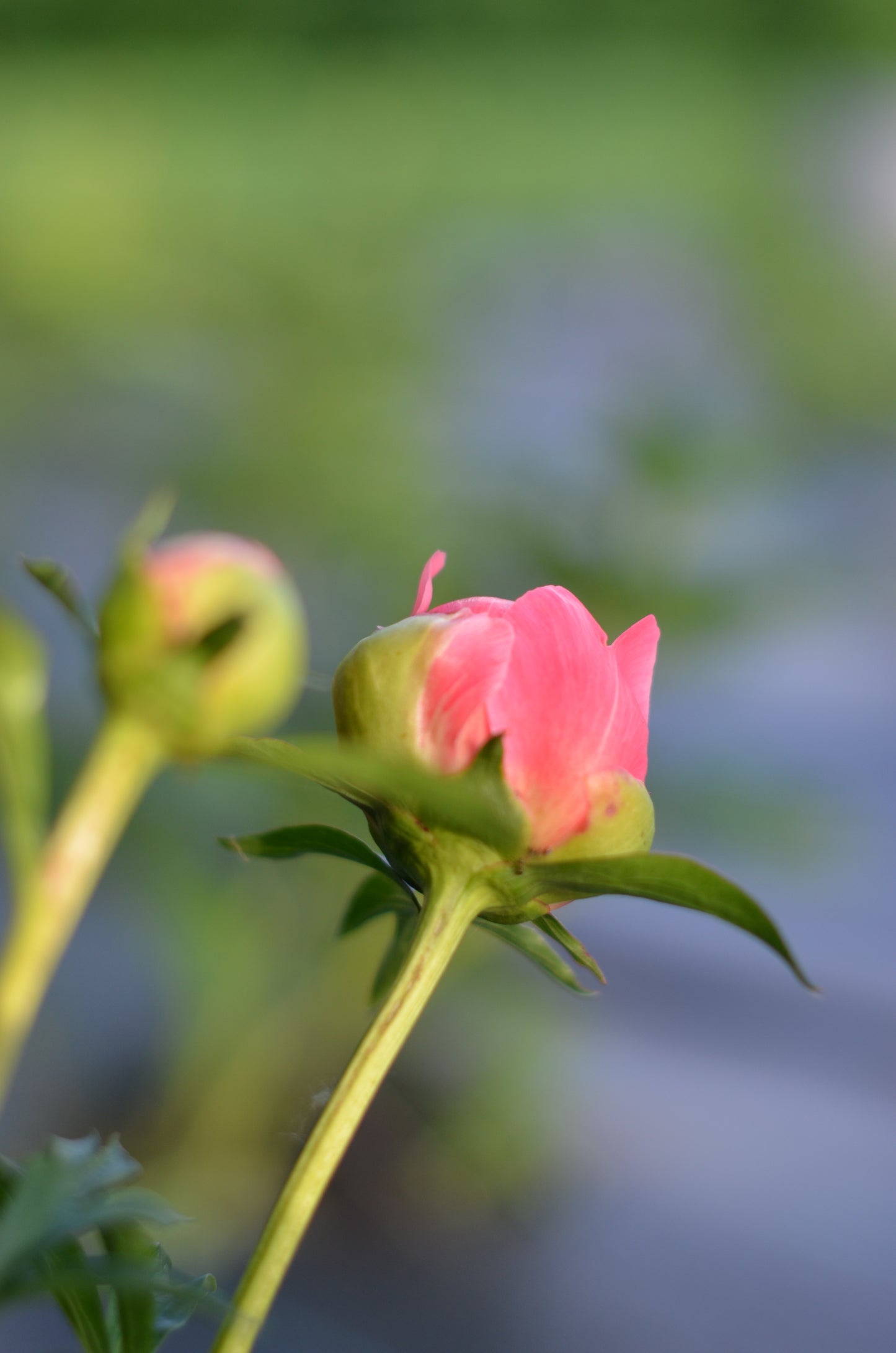 Peony Root - Coral Sunset 5/8 *ships late Oct*