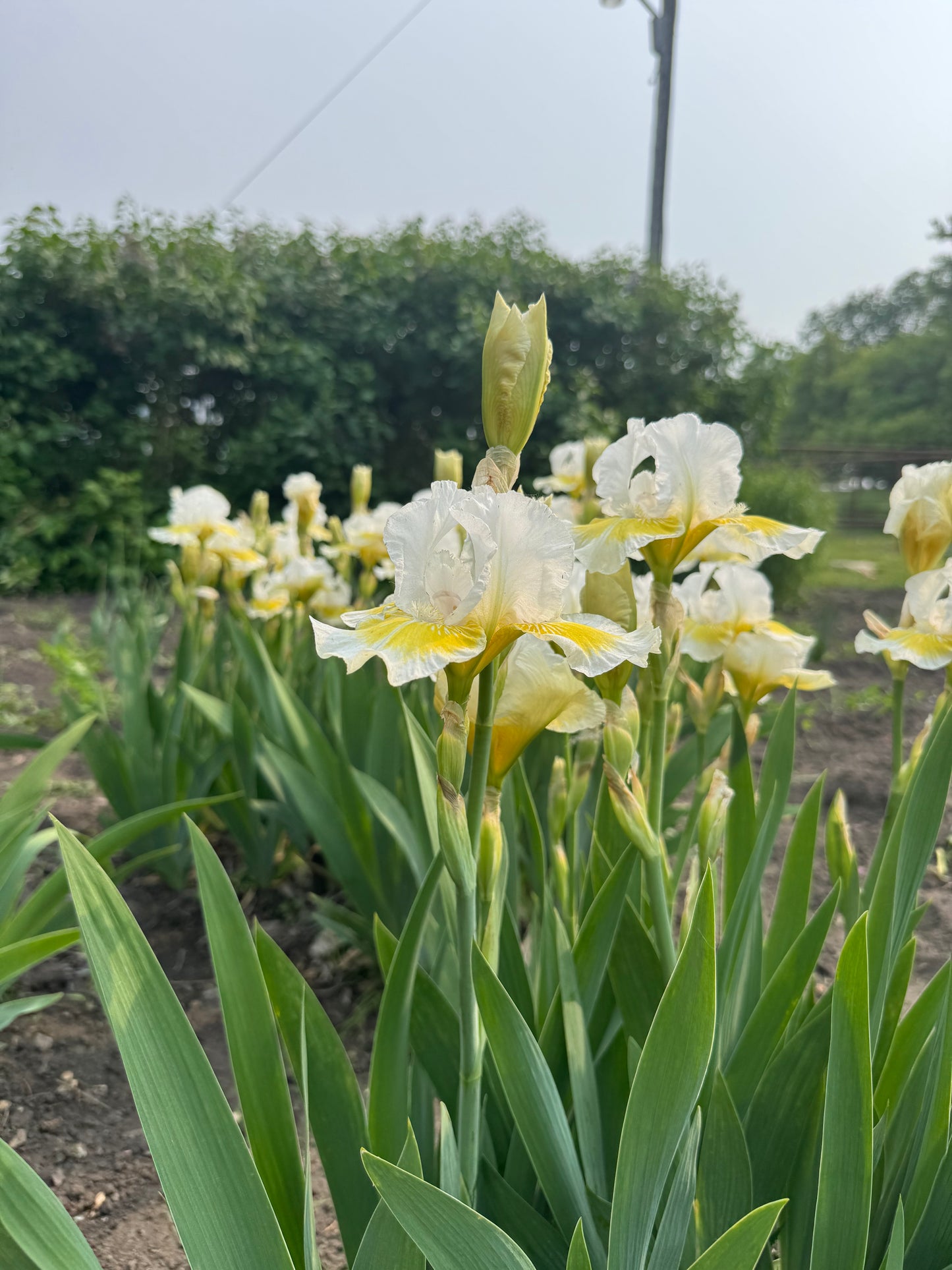 Iris - Lunar Frost (IB) *Restocking Summer 2026*