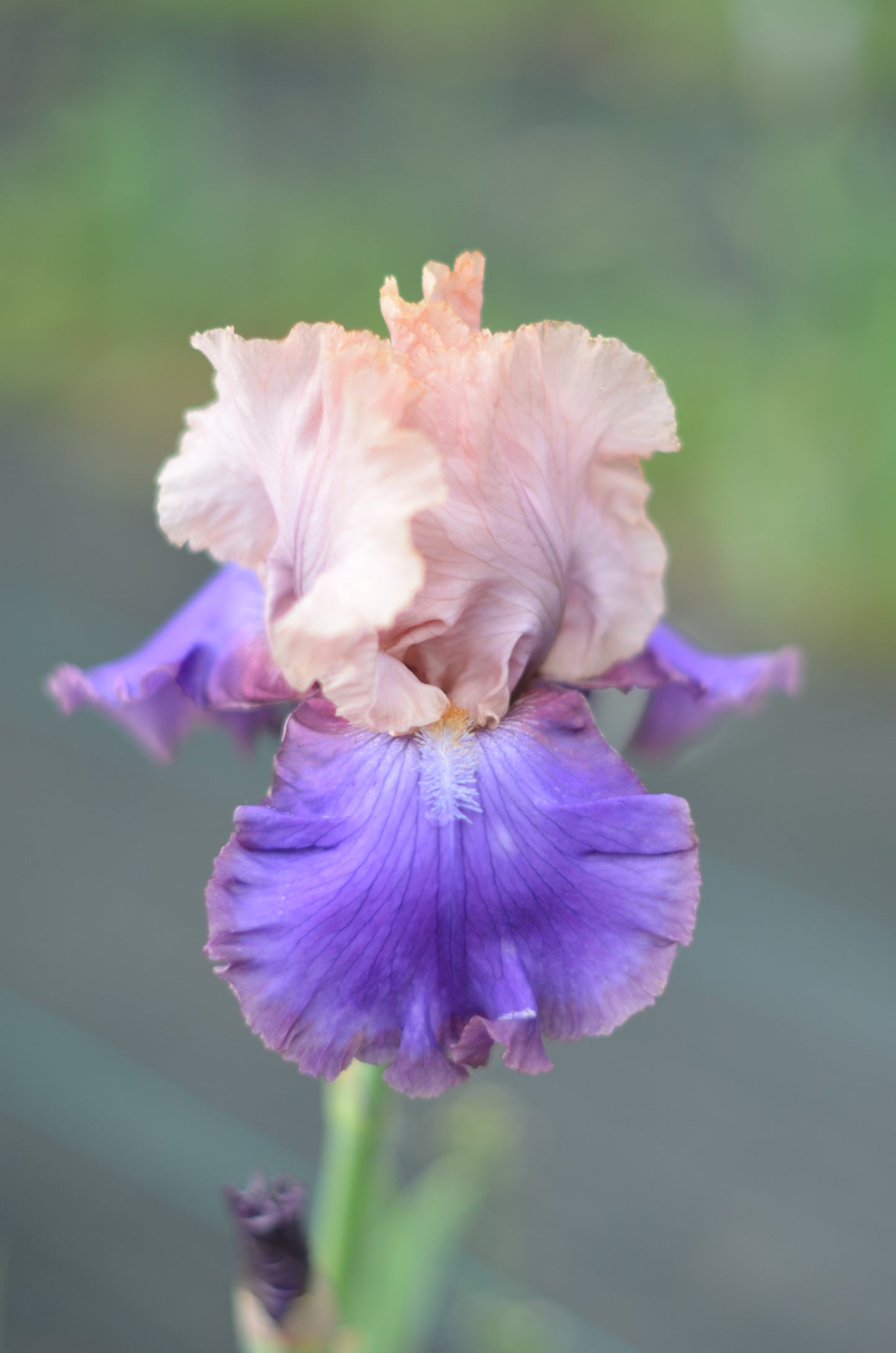 Iris - Florentine Silk (TB)