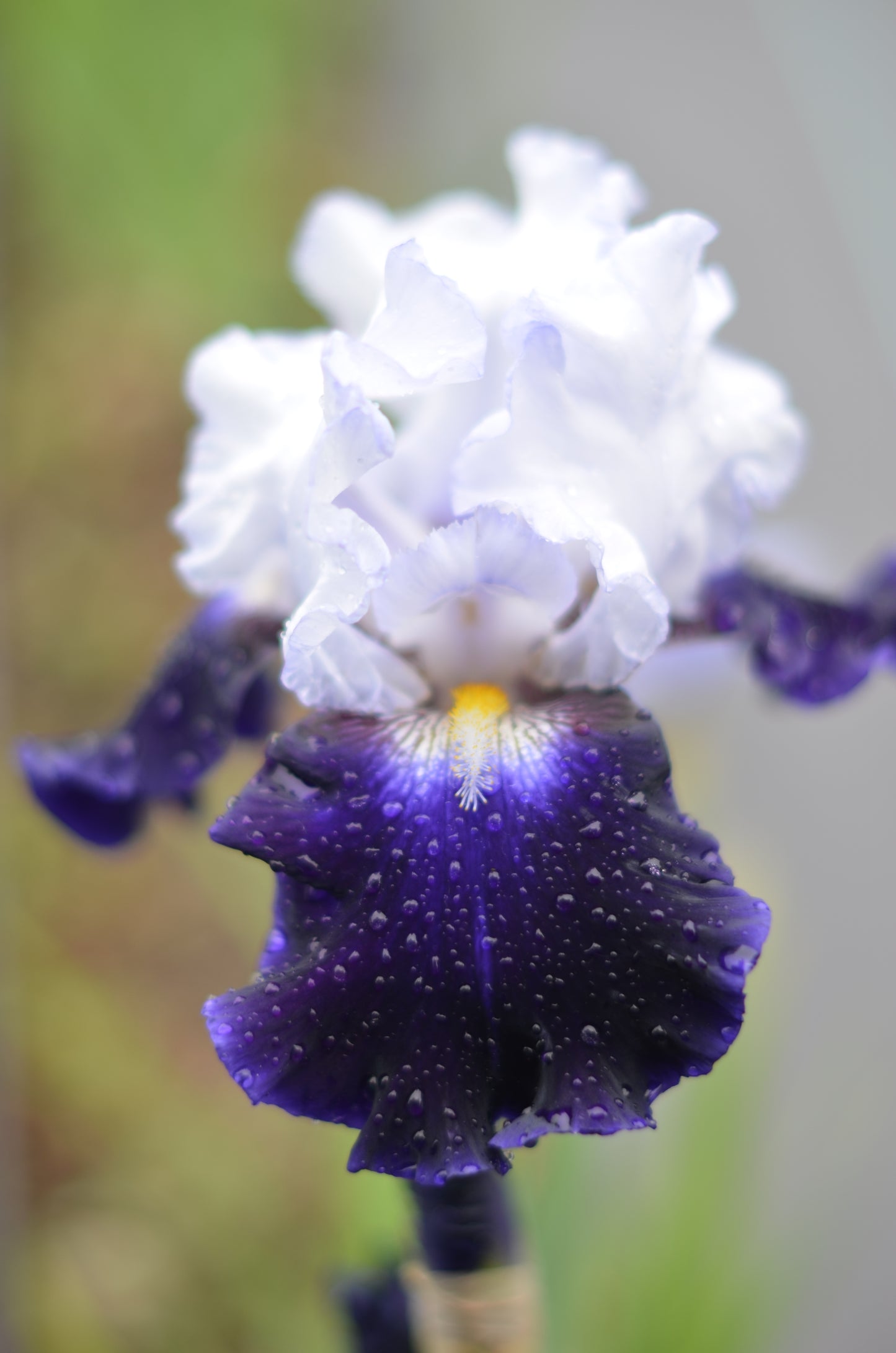 Iris - Captain's Choice