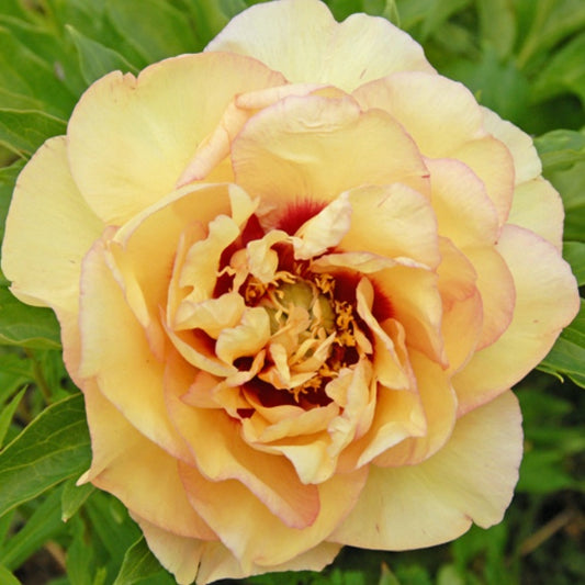 Peony Root - Callie's Memory (Itoh) *ships late Oct*