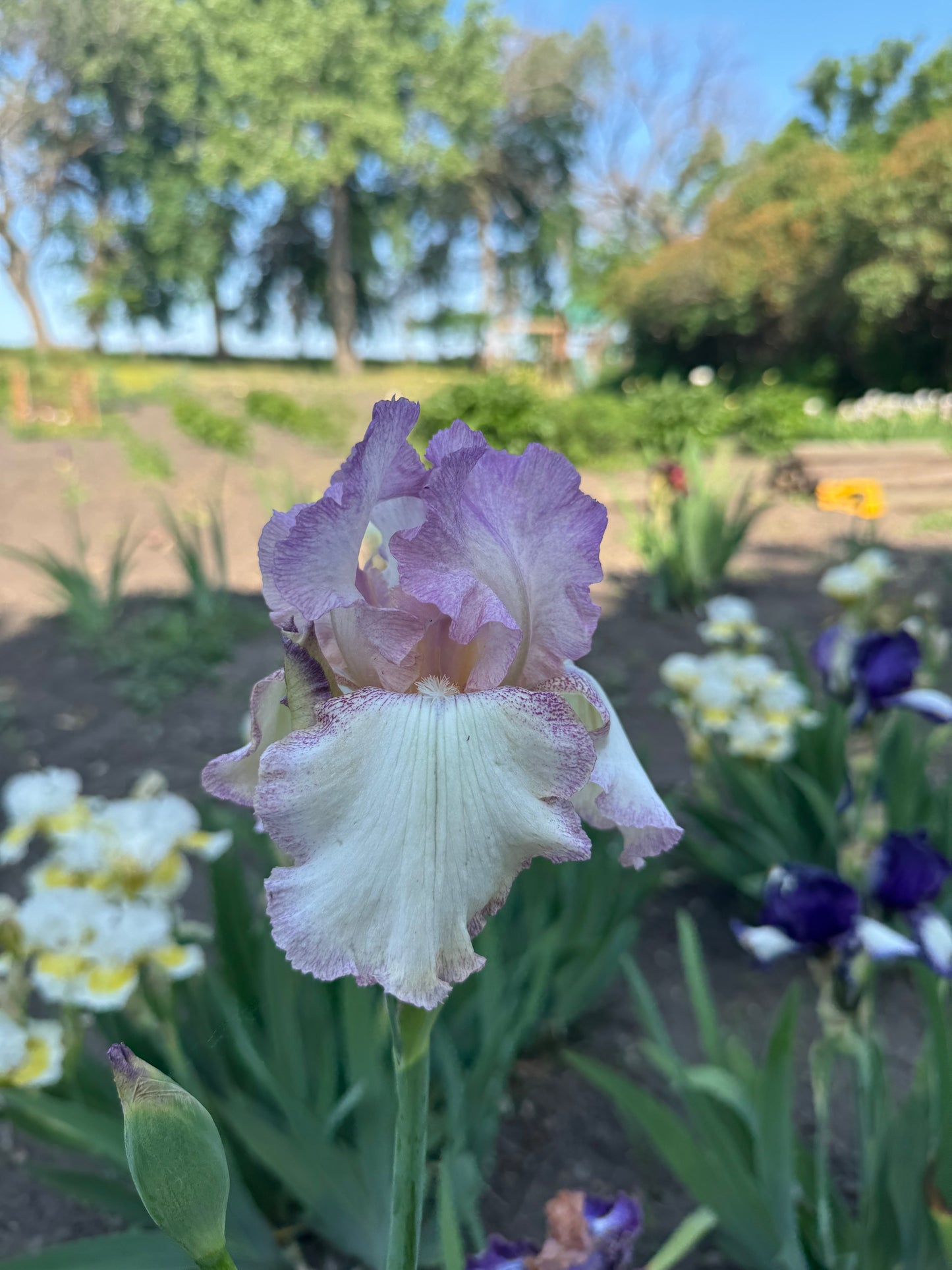 Iris - Mod Mode (TB) *Restocking Summer 2026*