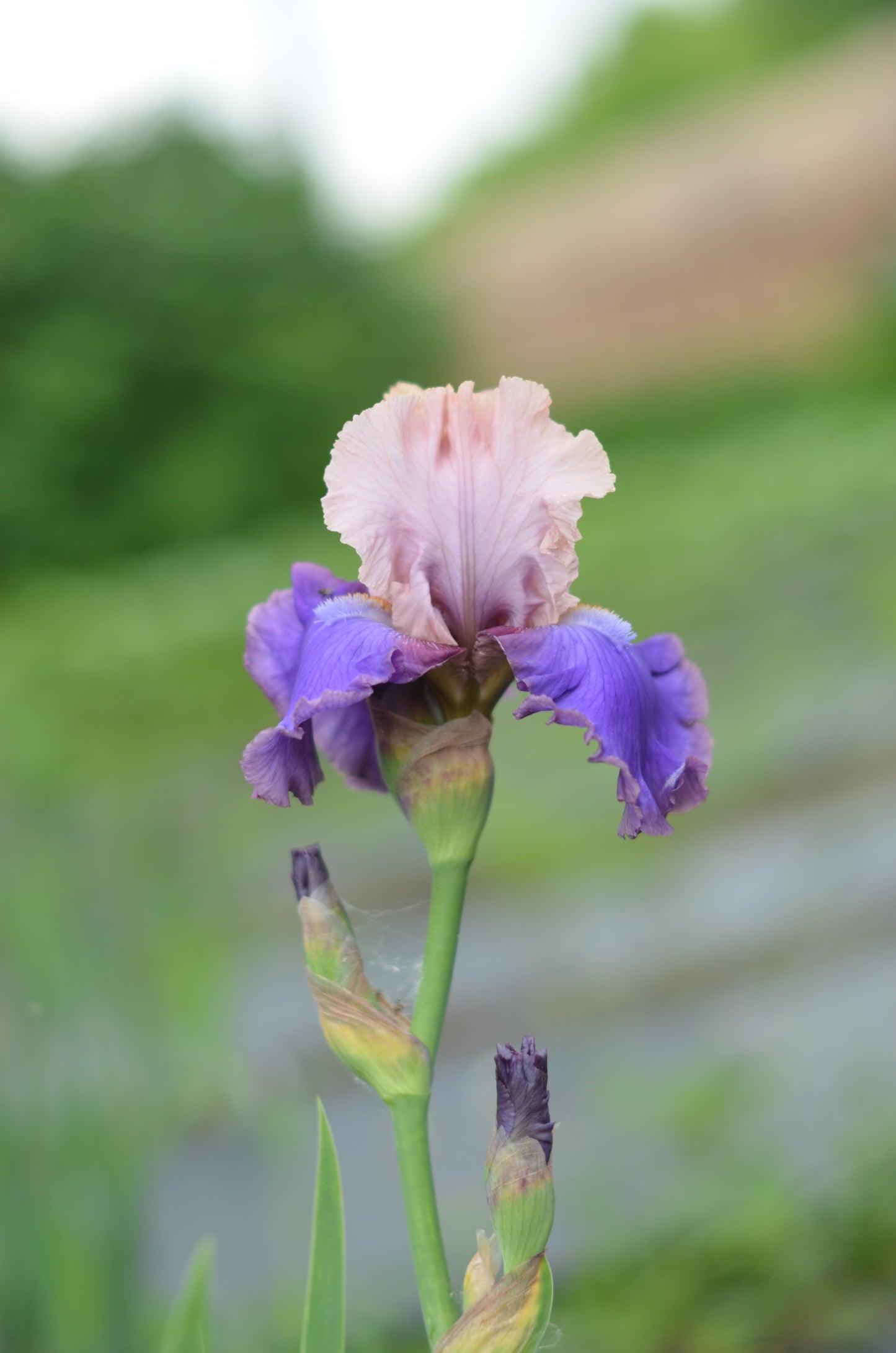 Iris - Florentine Silk (TB)