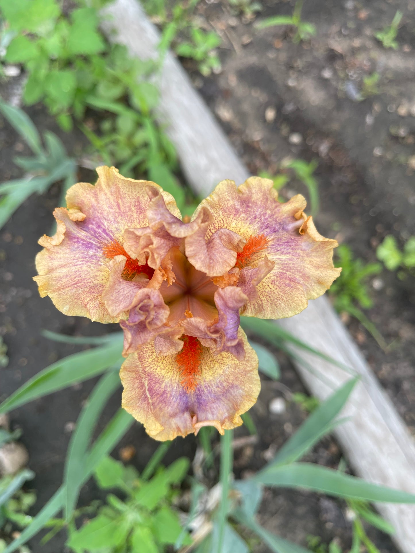 Iris - Synergy (IB) *Restocking Summer 2026*