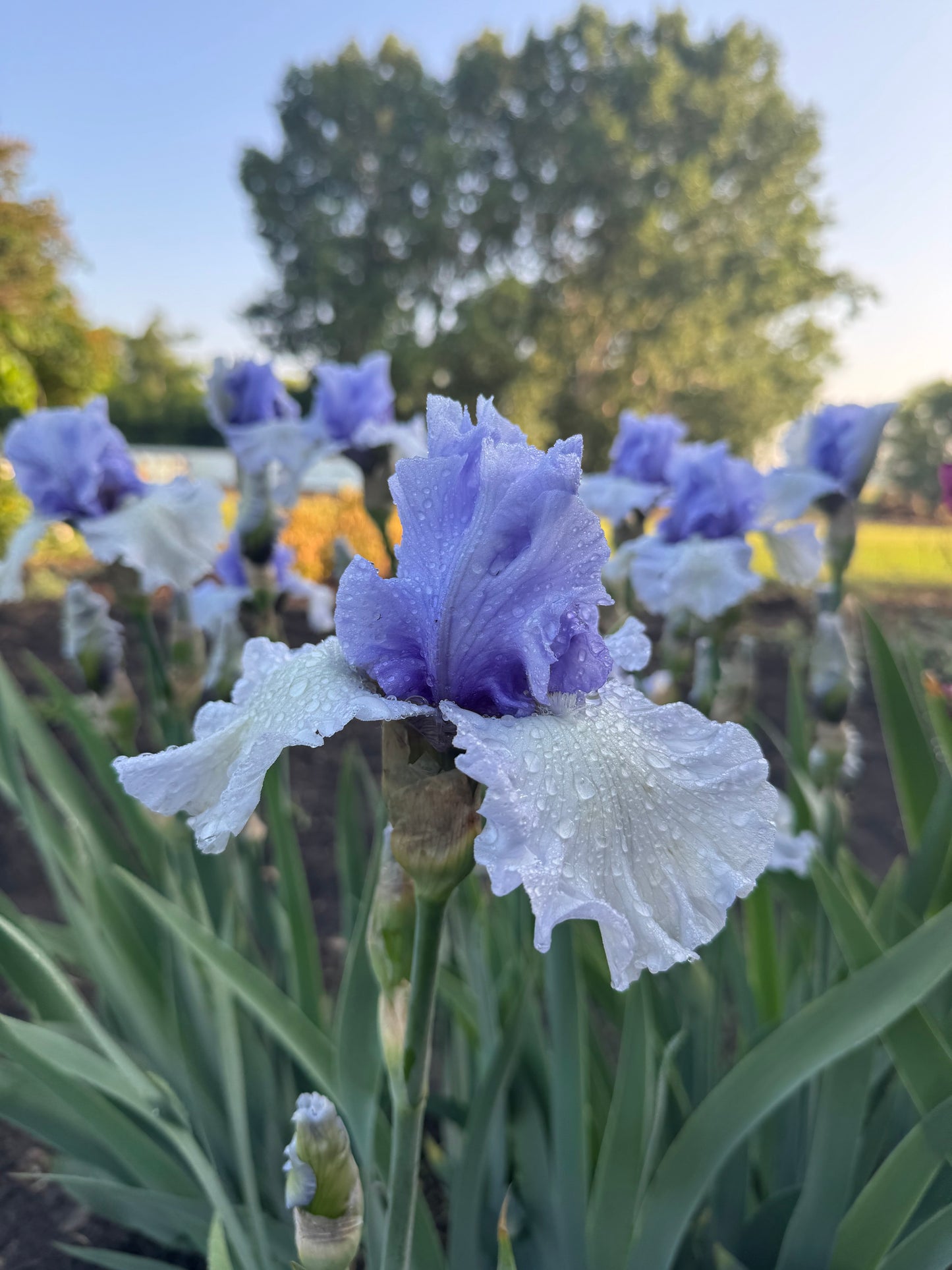 Iris - Brussels (TB) *Restocking Summer 2026*