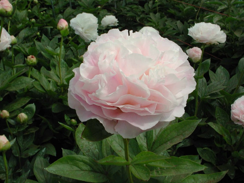 Peony Root - Mother's Choice *ships late Oct*