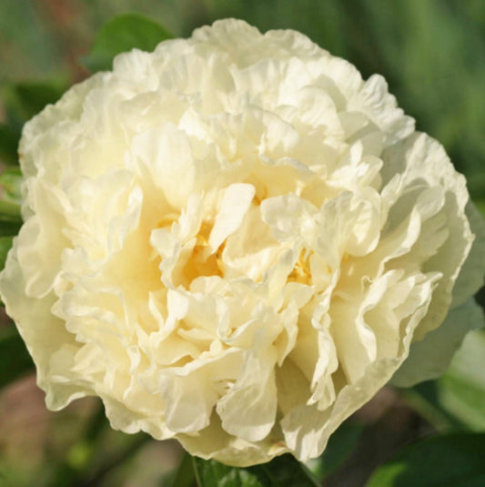 Peony Root - Sunny Girl *ships late Oct*