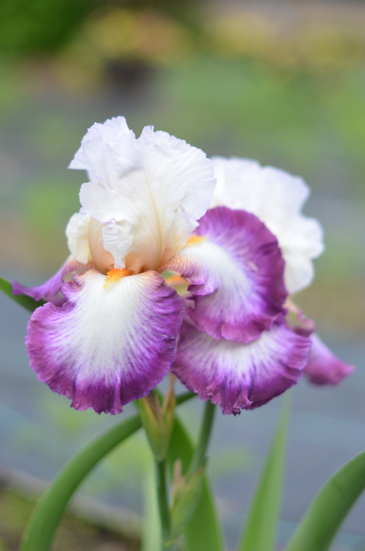 Iris - Bold Fashion