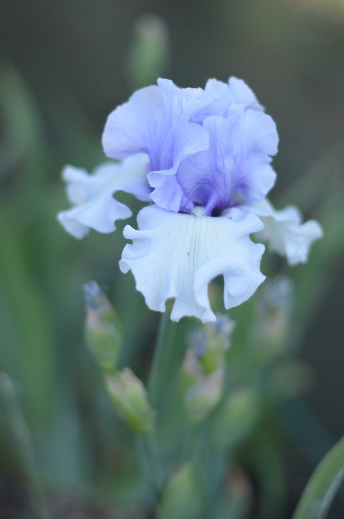 Iris - Brussels (TB)