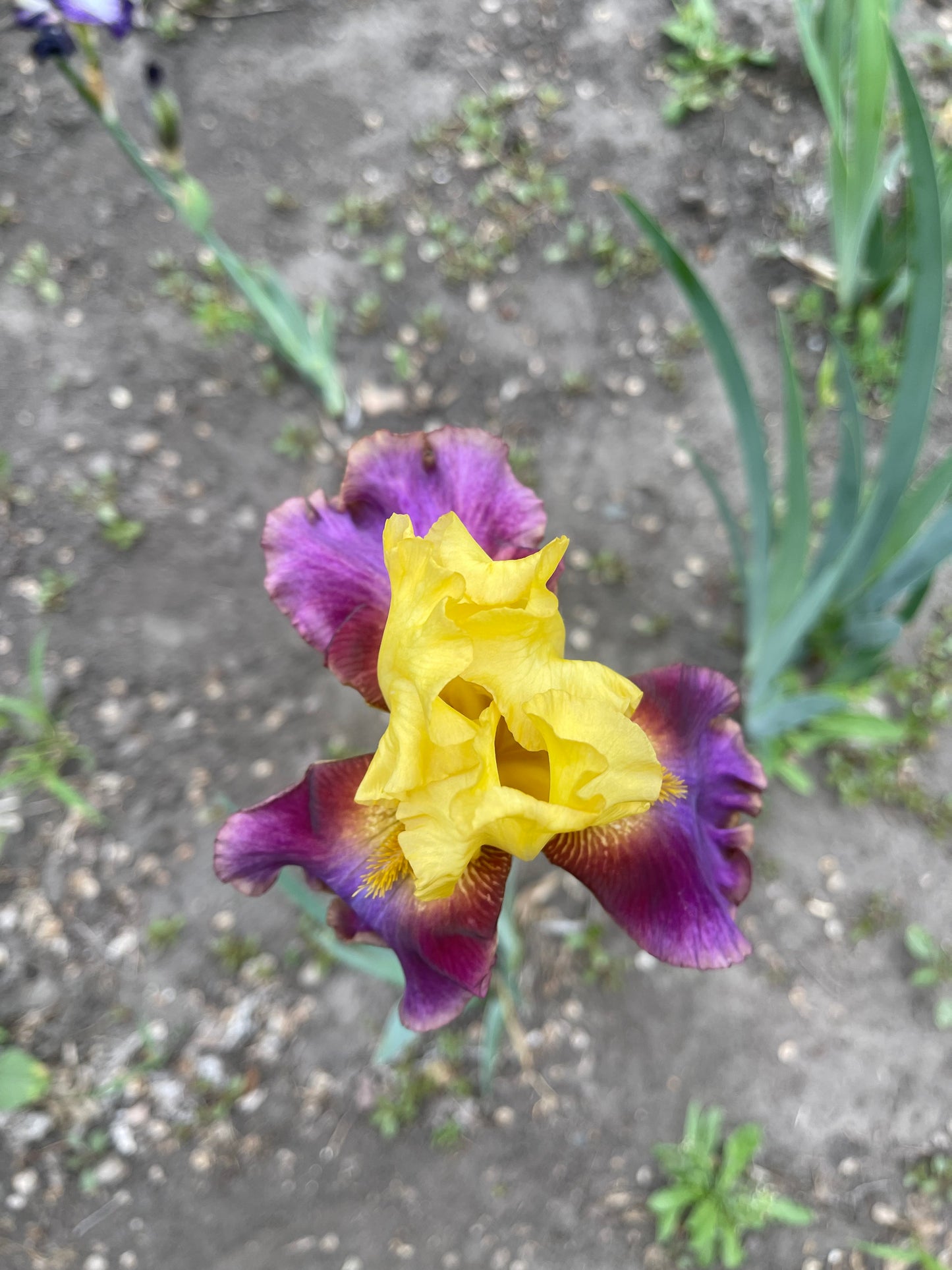 Iris - Flying Carpet (TB) *Restocking Summer 2026*