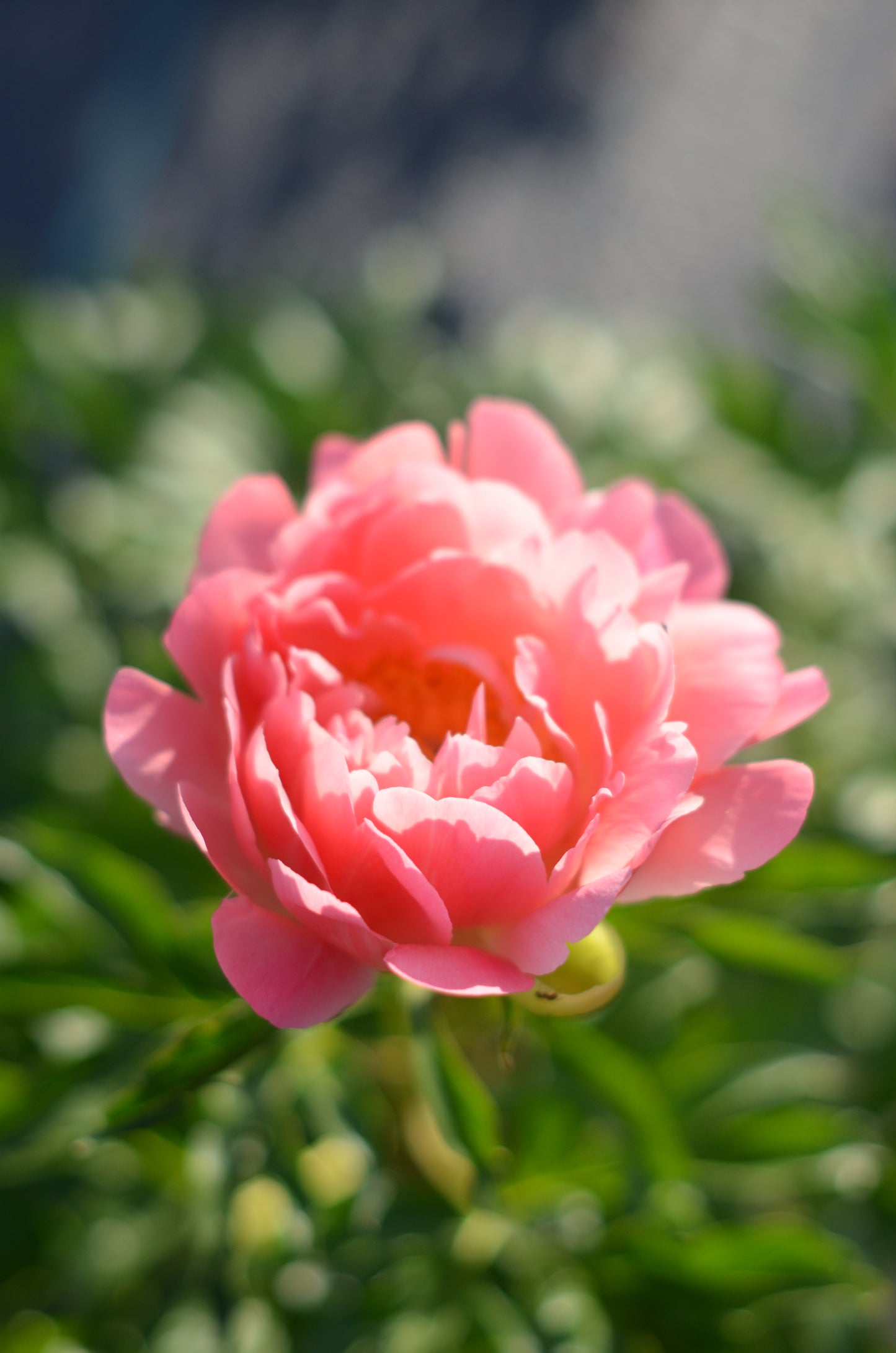 Peony Root - Coral Sunset 5/8 *ships late Oct*