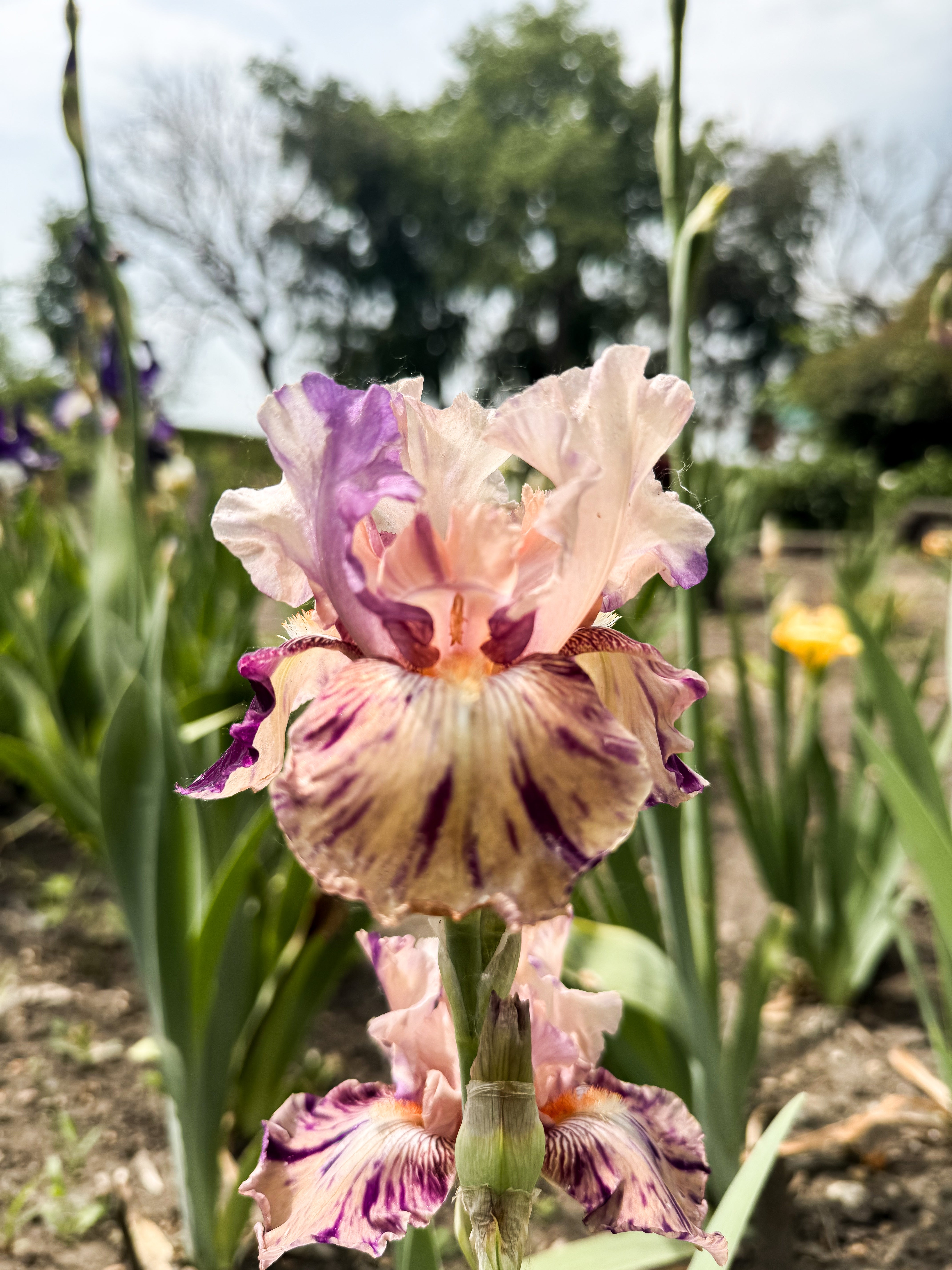 Iris - Raspberry Silk (BB) *Restocking Summer 2026* – Rooted Ranch Co
