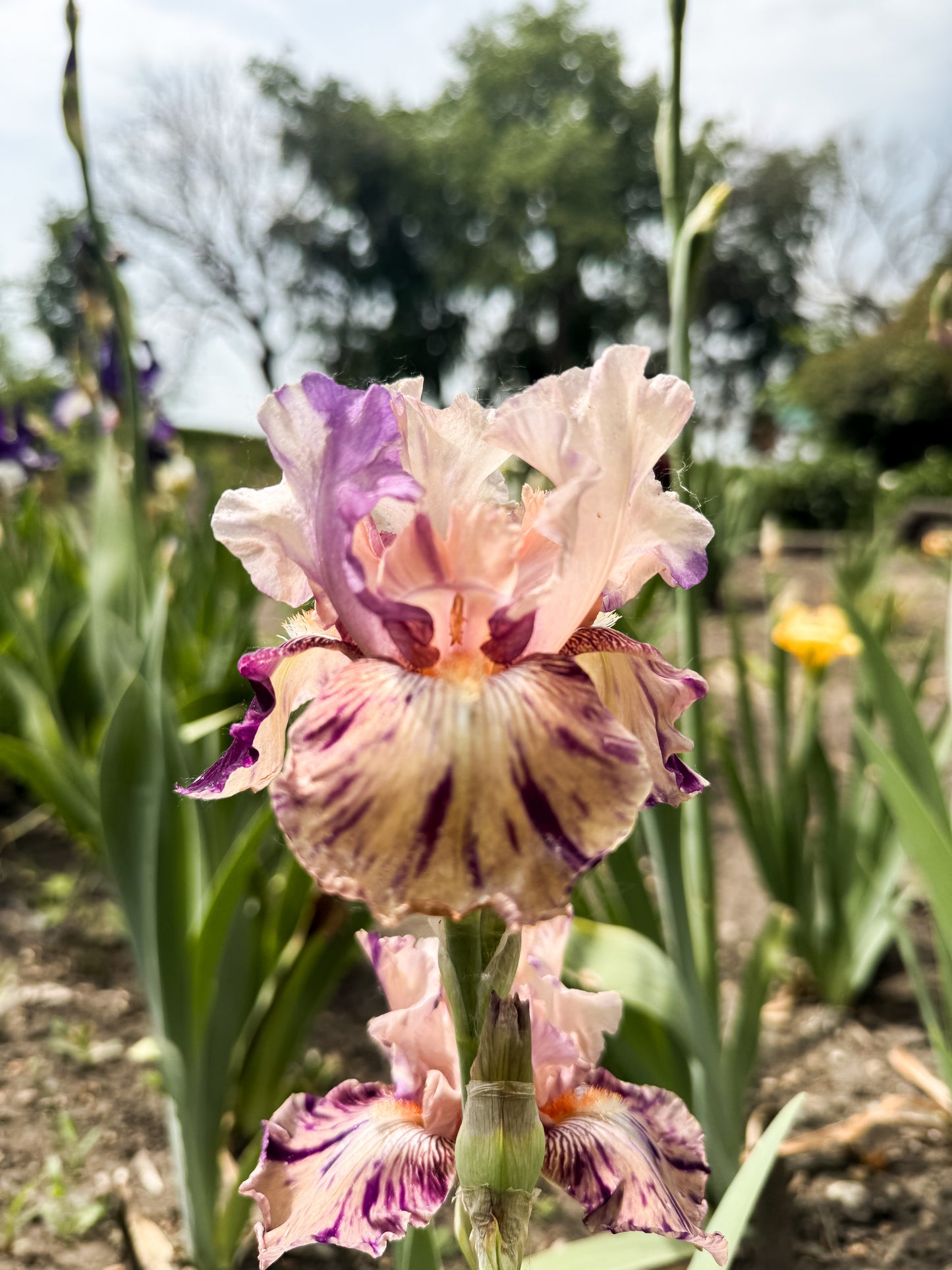 Iris - Raspberry Silk (BB) *Restocking Summer 2026*