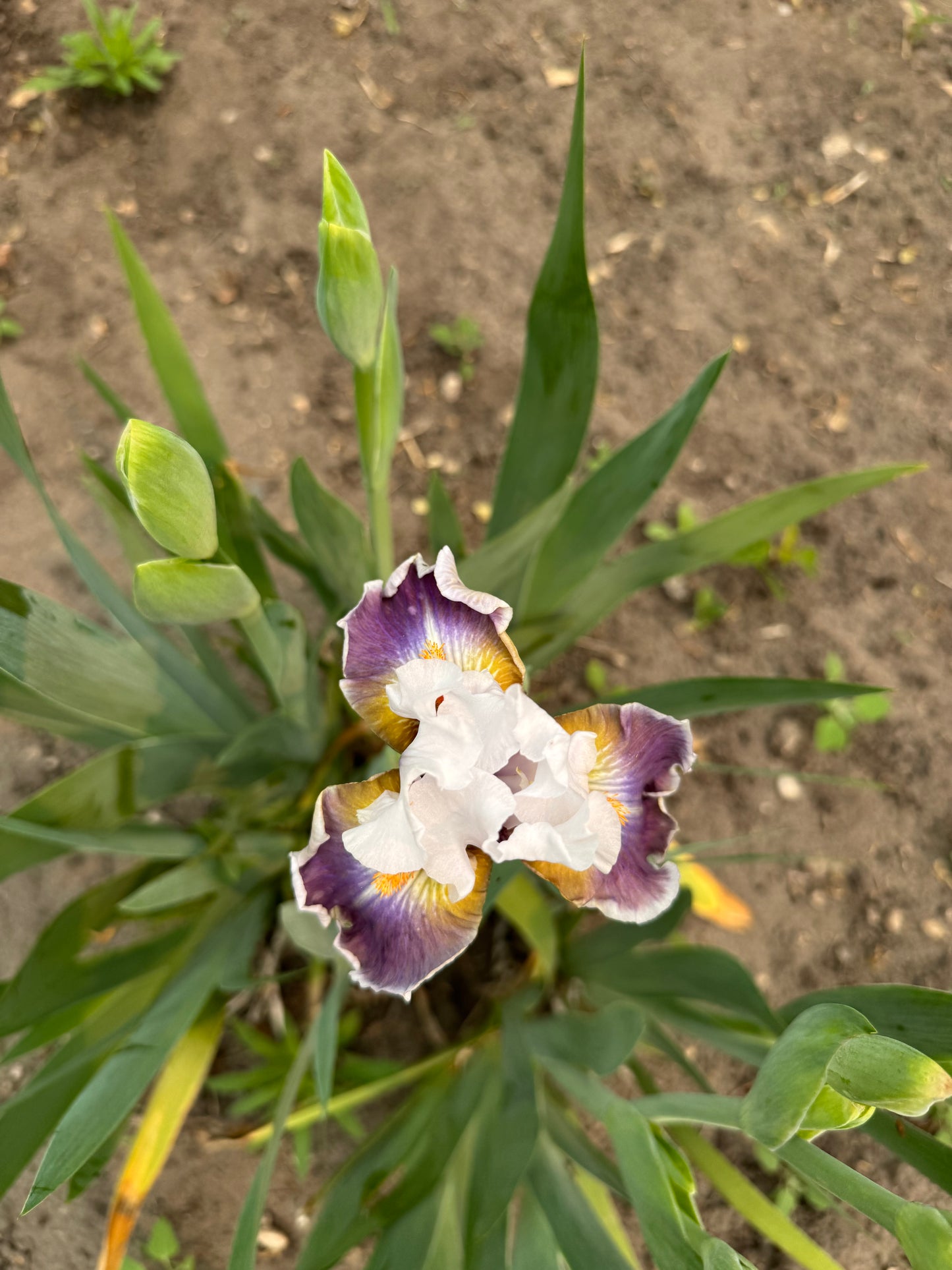 Iris - Dazzling (IB) *Restocking Summer 2026*