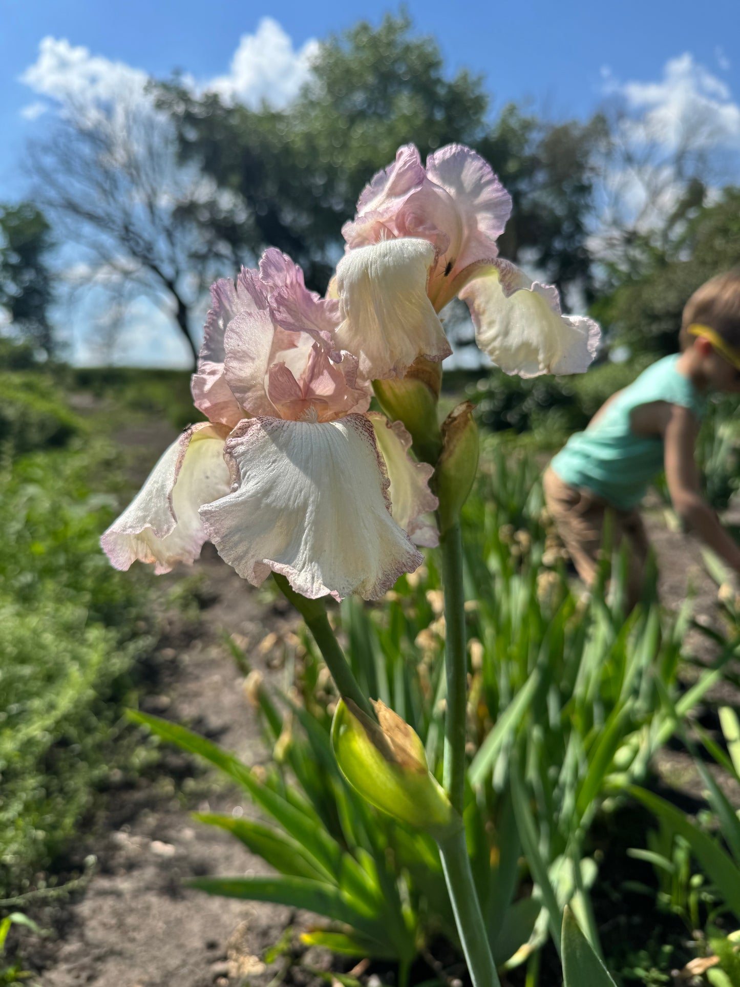 Iris - Mod Mode (TB) *Restocking Summer 2026*