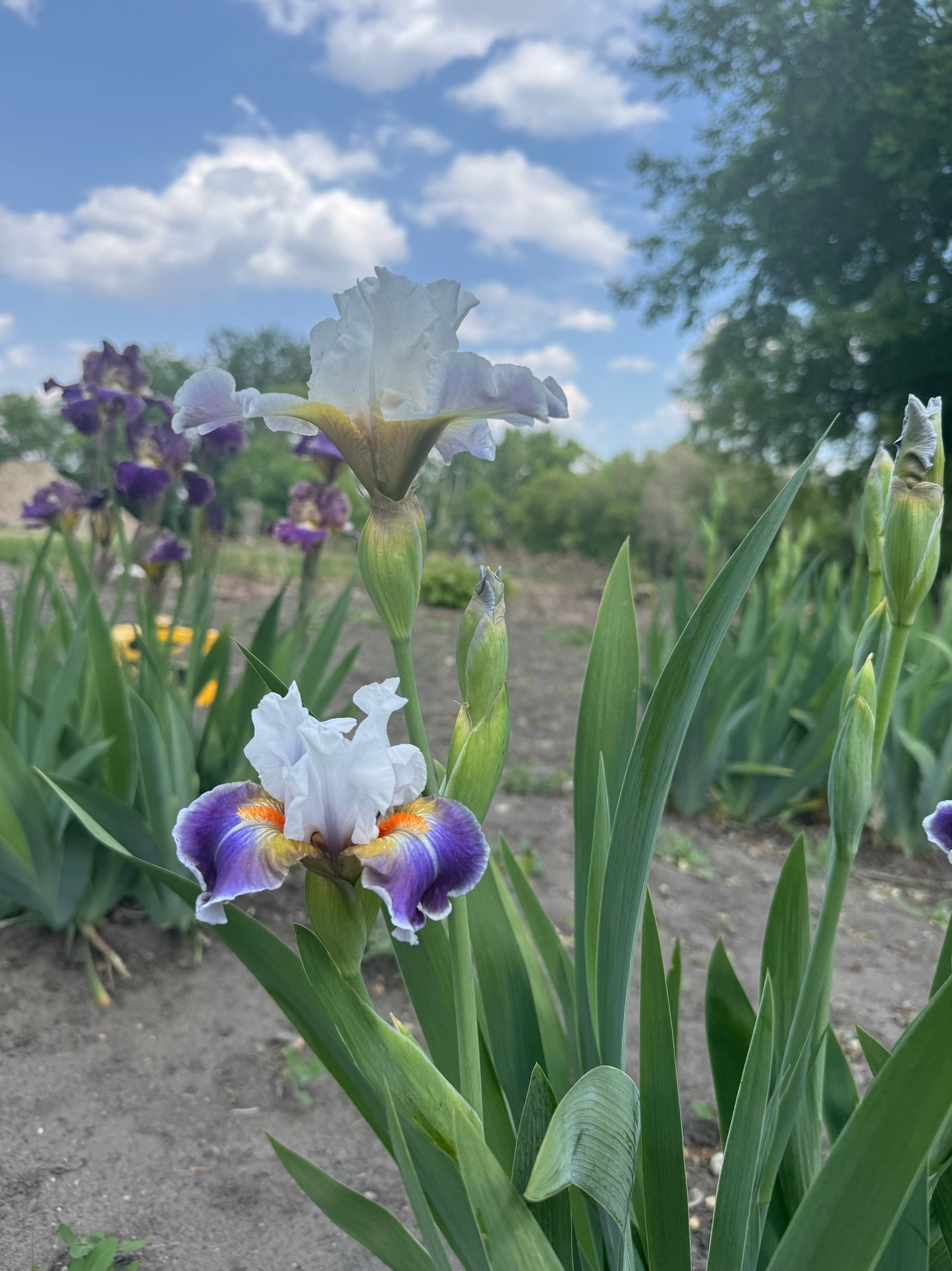 Iris - Dazzling (IB) *Restocking Summer 2026*