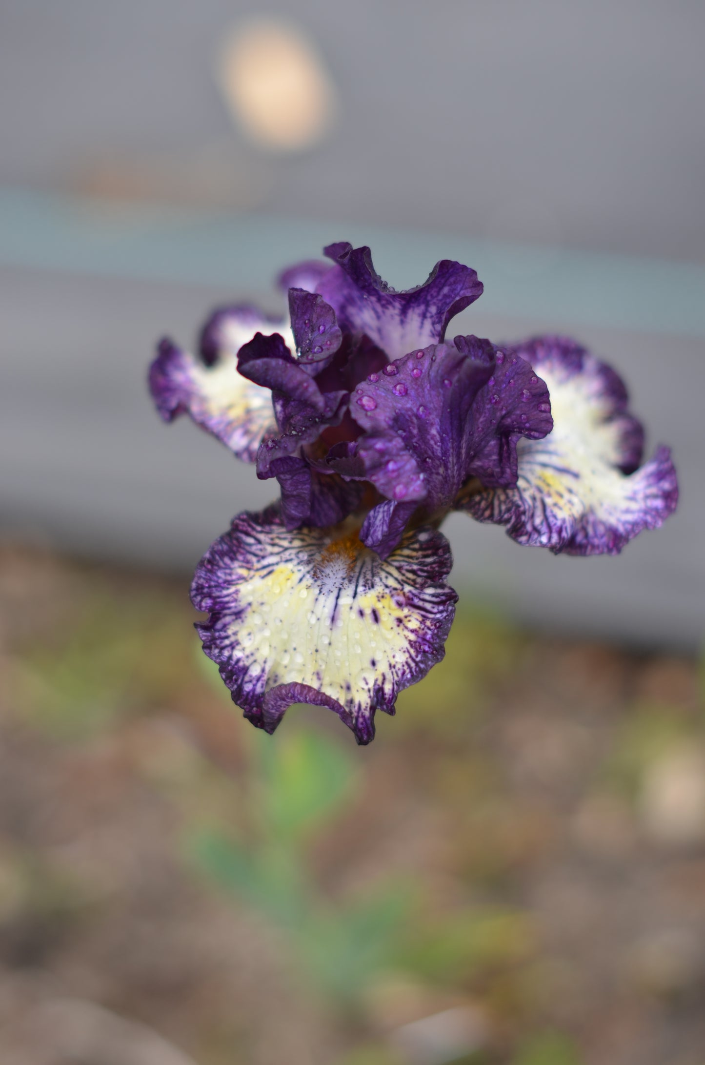 Iris - Fall Line (TB)