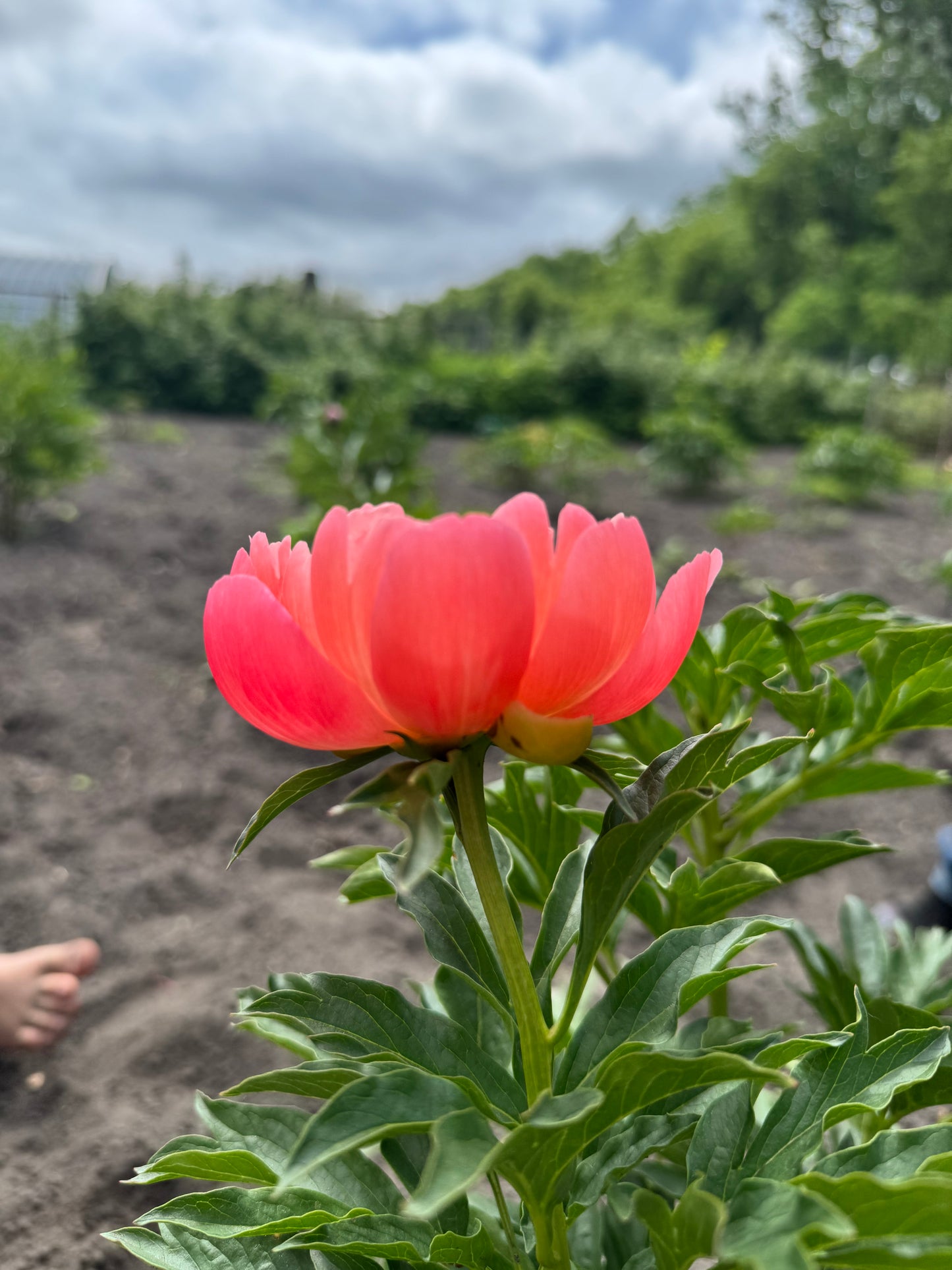 Peony Root - Coral Charm *ships late Oct*