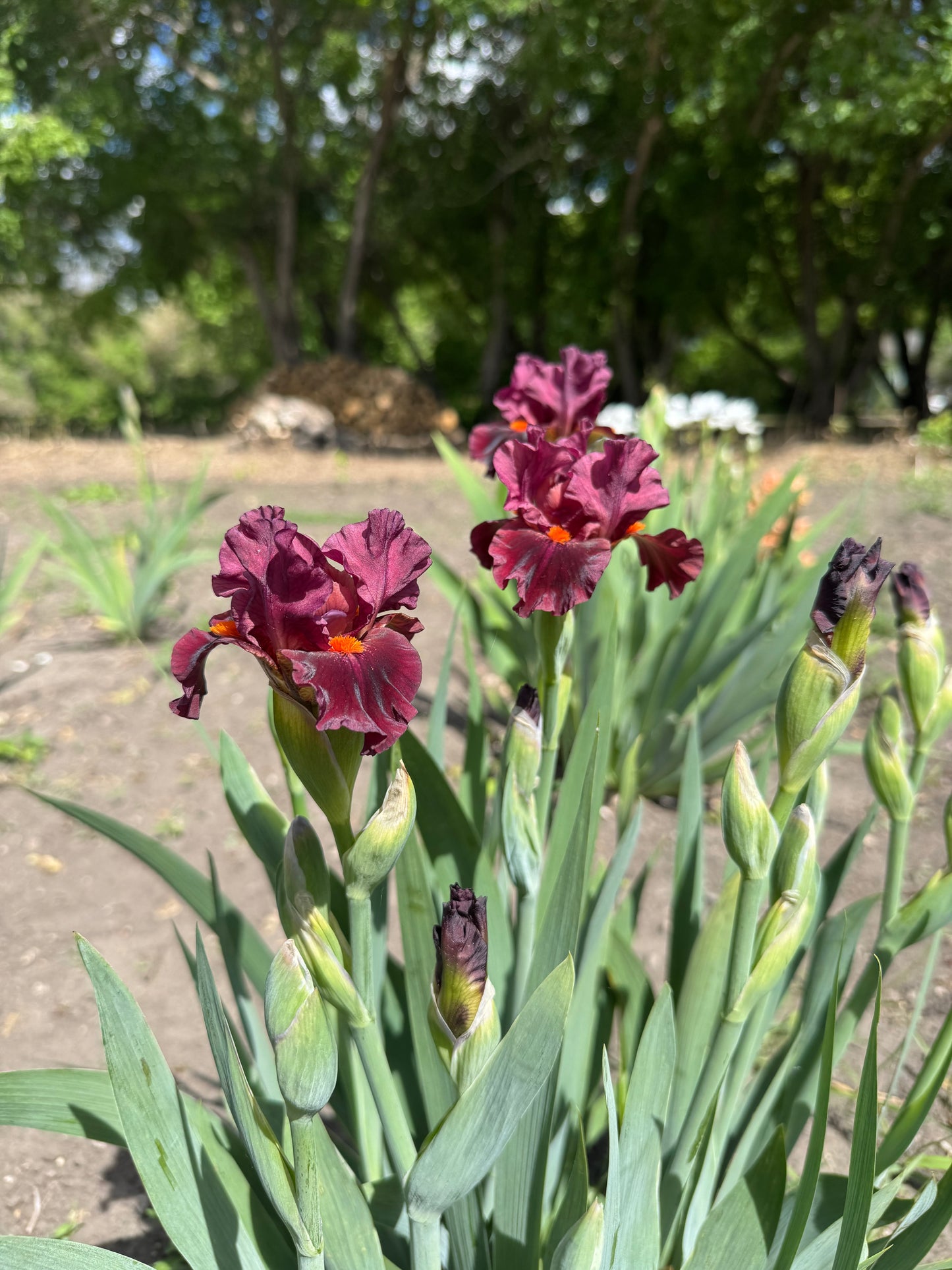 Iris - Jump Start (IB) *Restocking Summer 2026*