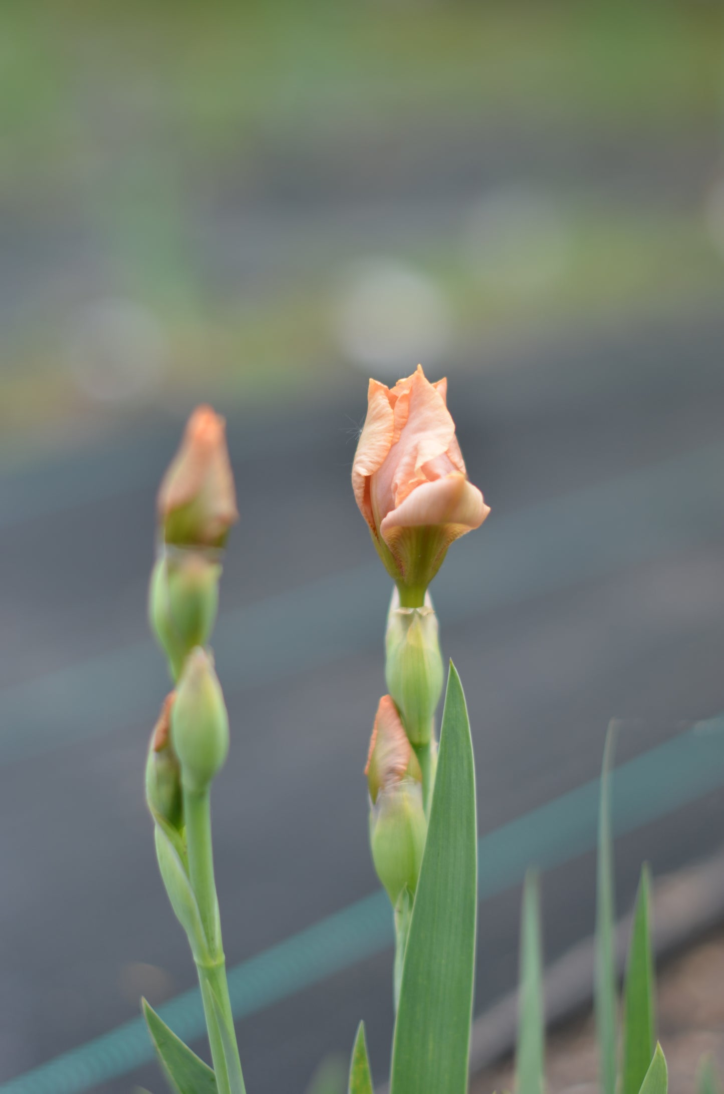 Iris - Pink Pele (IB)