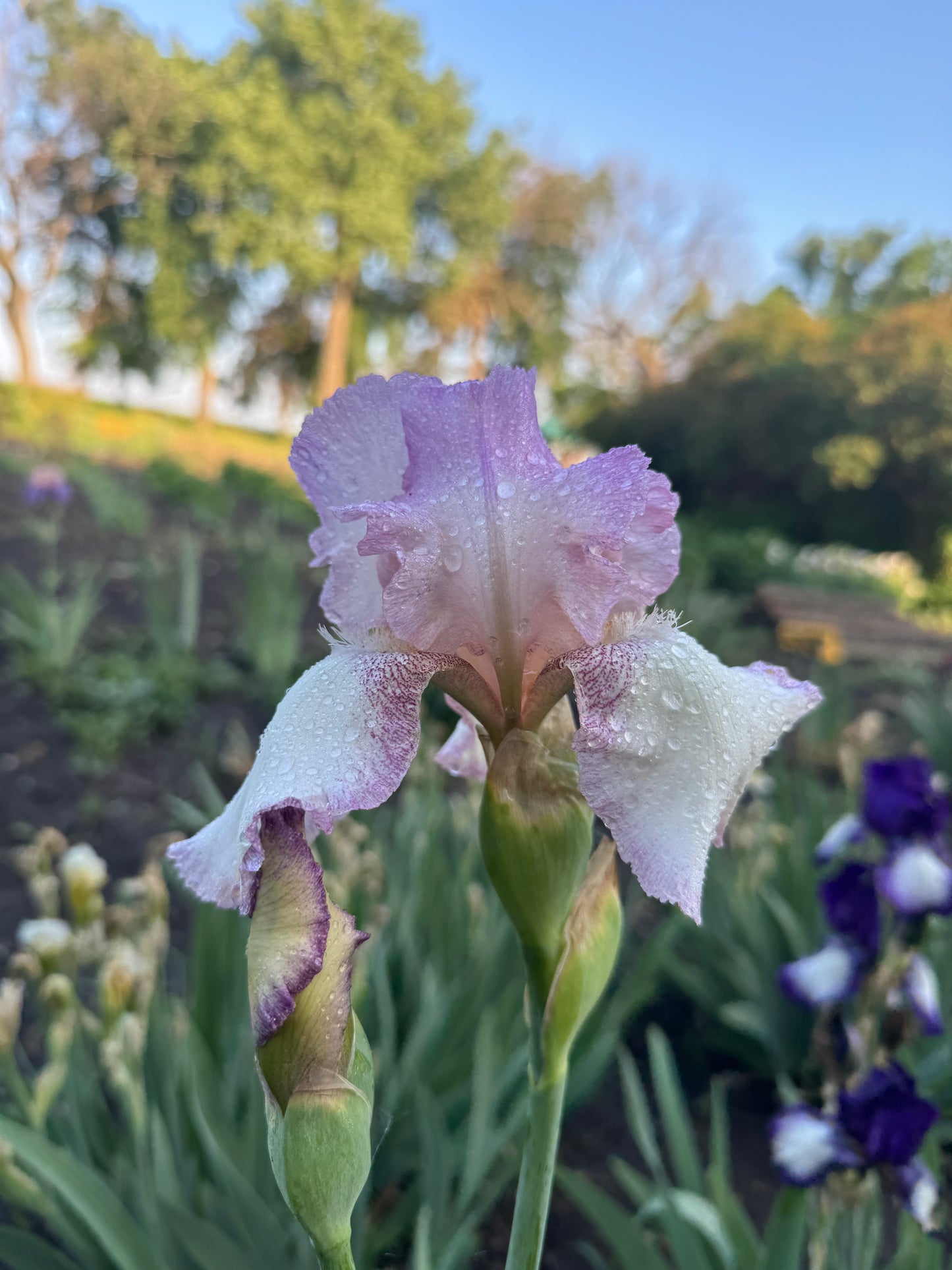 Iris - Mod Mode (TB) *Restocking Summer 2026*