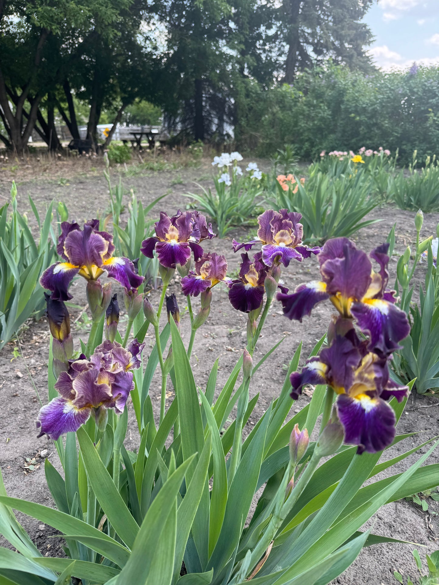 Iris - Blackcurrant (IB) *Restocking Summer 2026*