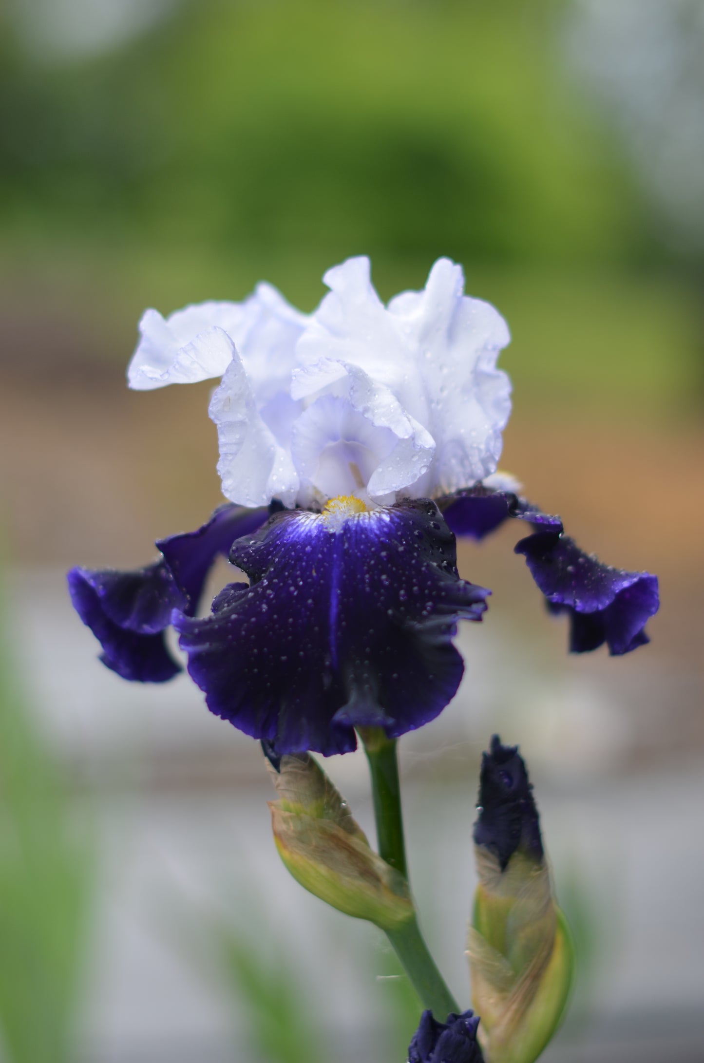 Iris - Captain's Choice