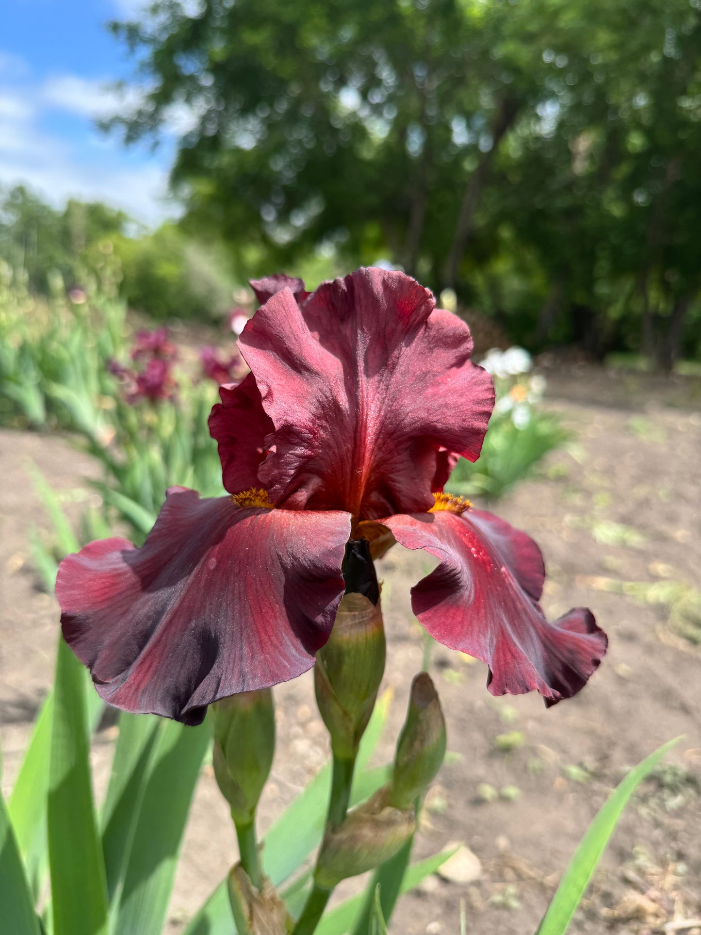 Iris - Dynamite (TB) *Restocking Summer 2026*