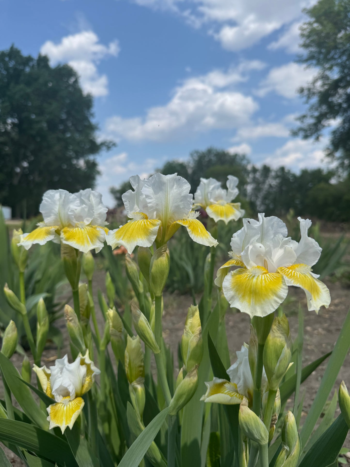 Iris - Lunar Frost (IB) *Restocking Summer 2026*