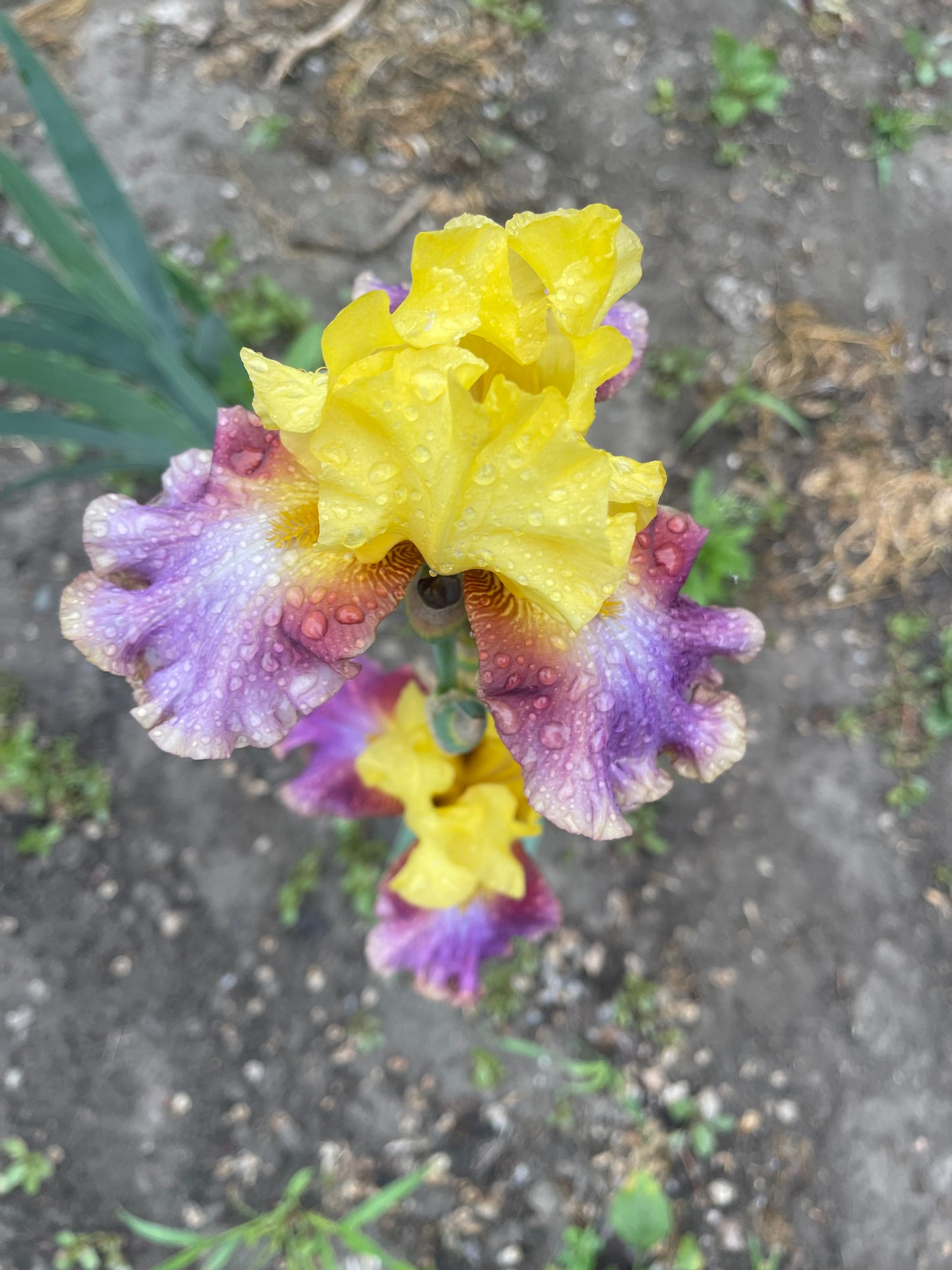 Iris - Flying Carpet (TB) *Restocking Summer 2026*