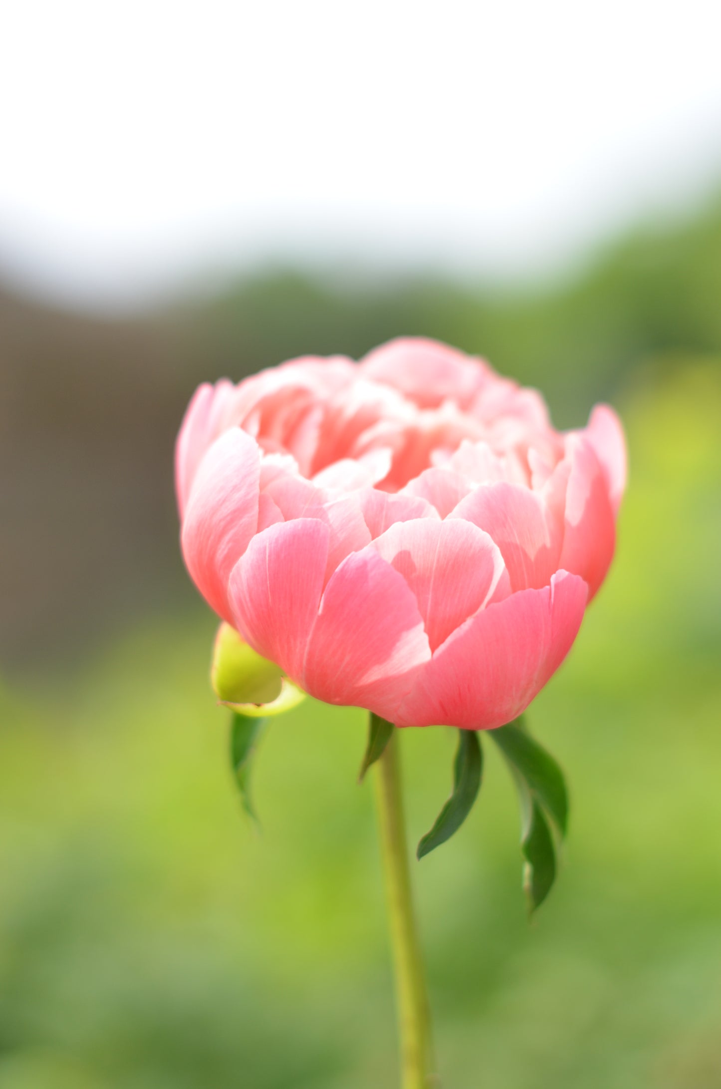 Peony Root - Coral Sunset 5/8 *ships late Oct*