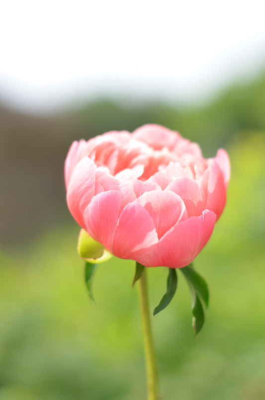 Peony Root - Coral Sunset 5/8 *ships late Oct*