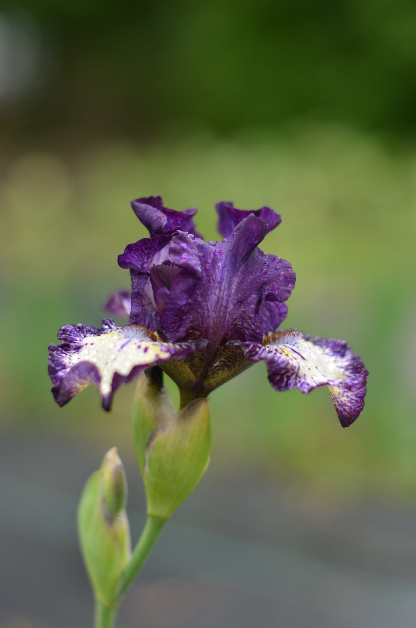 Iris - Fall Line (TB)