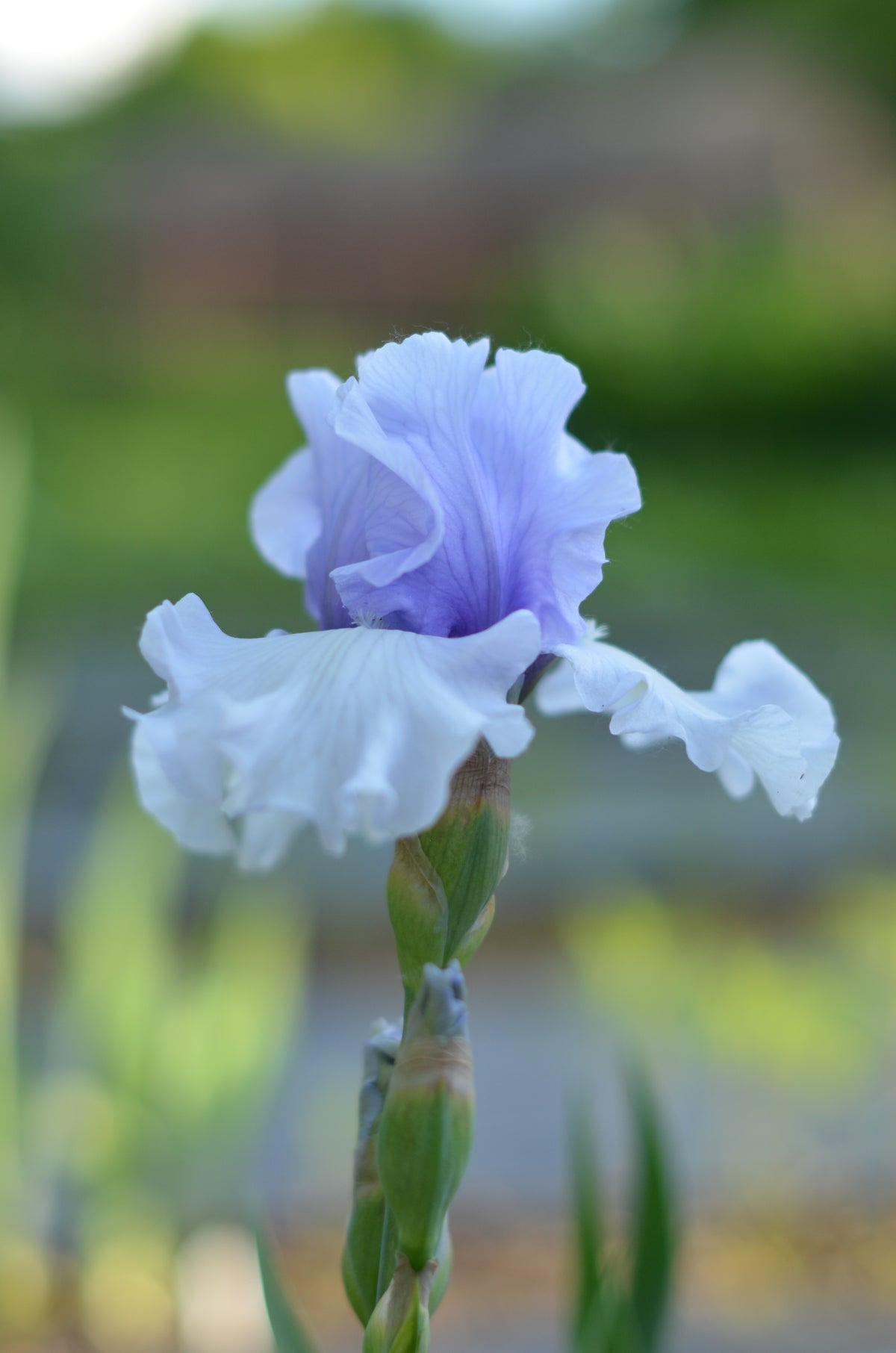 Iris - Brussels (TB)