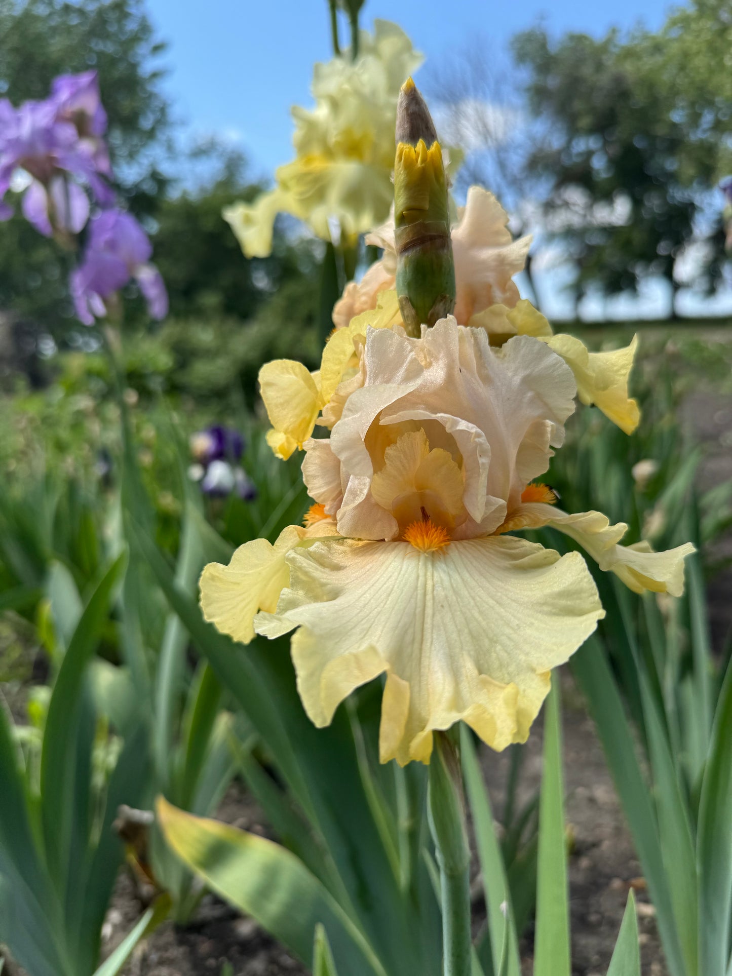 Iris -Pale Fire (TB) *Restocking Summer 2026*