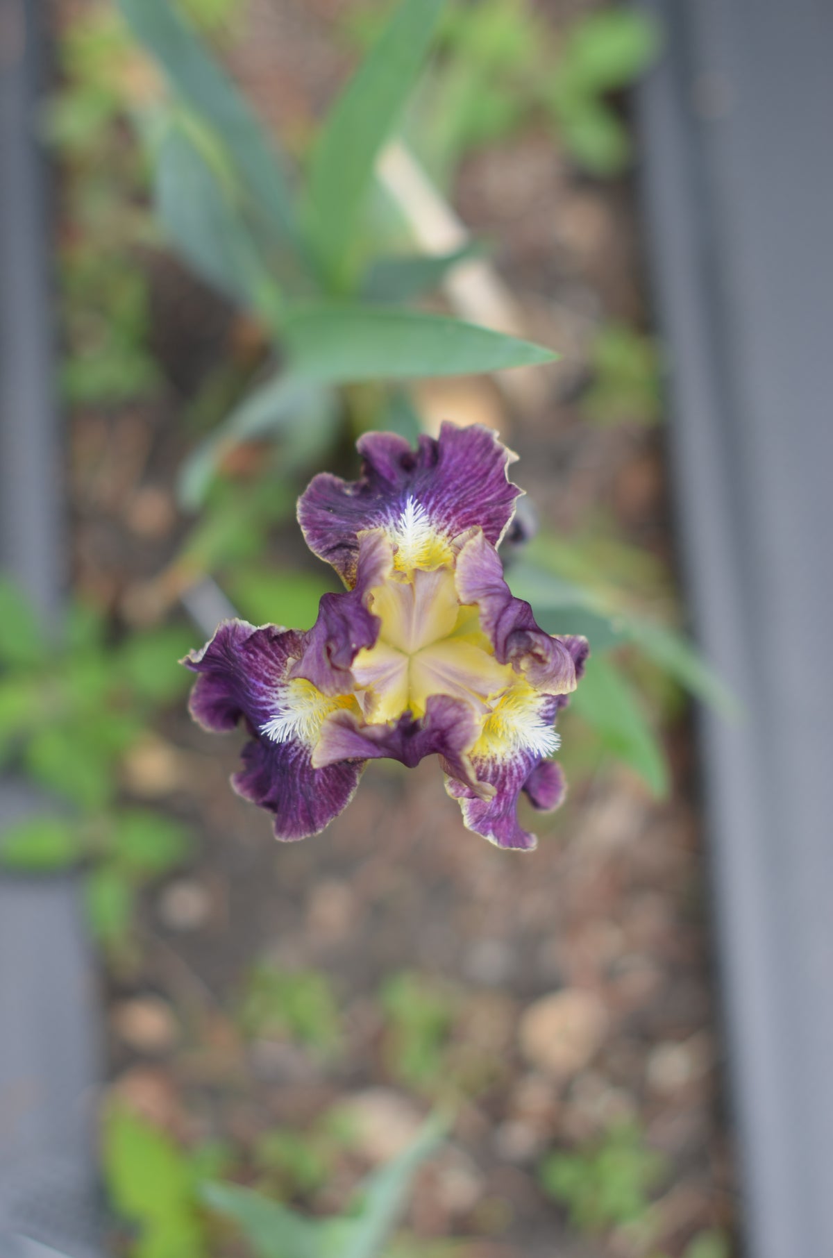 Iris - Blackcurrant (IB)
