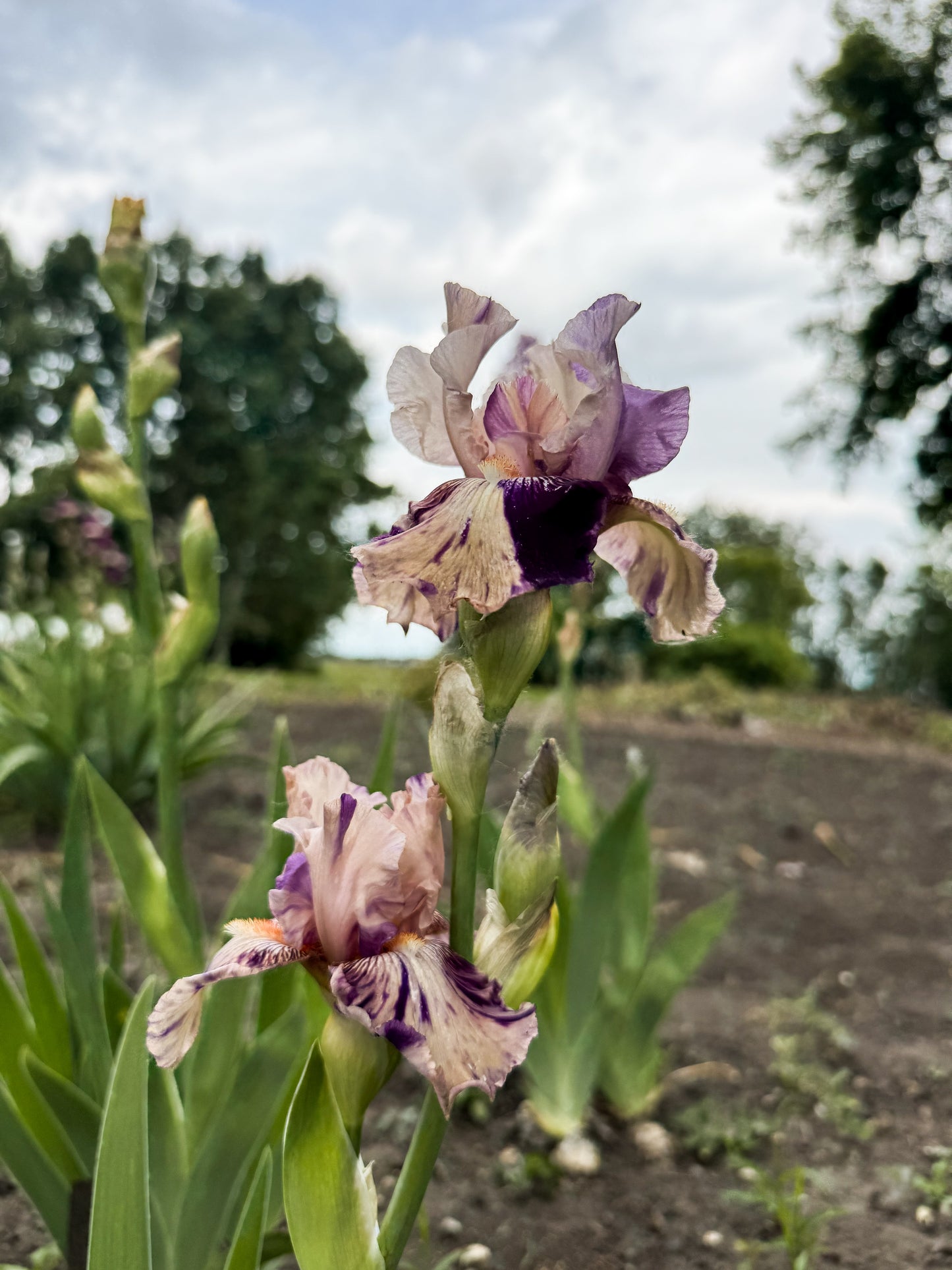 Iris - Raspberry Silk (BB) *Restocking Summer 2026*