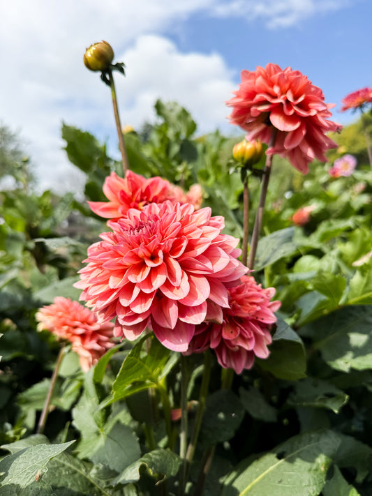 Dahlia Tuber - Salmon Runner *Restocking Spring 2026*