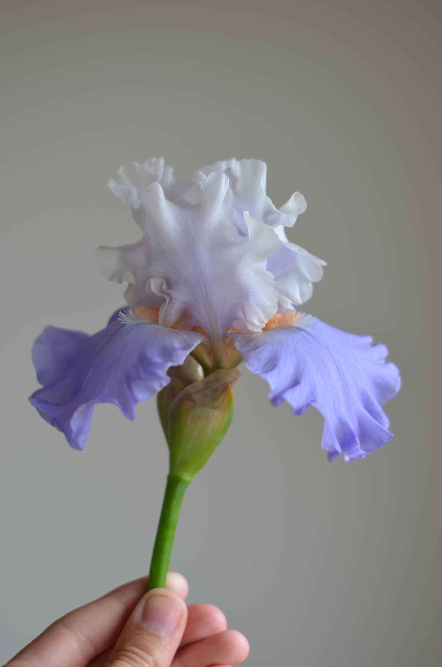 Iris - Calgary