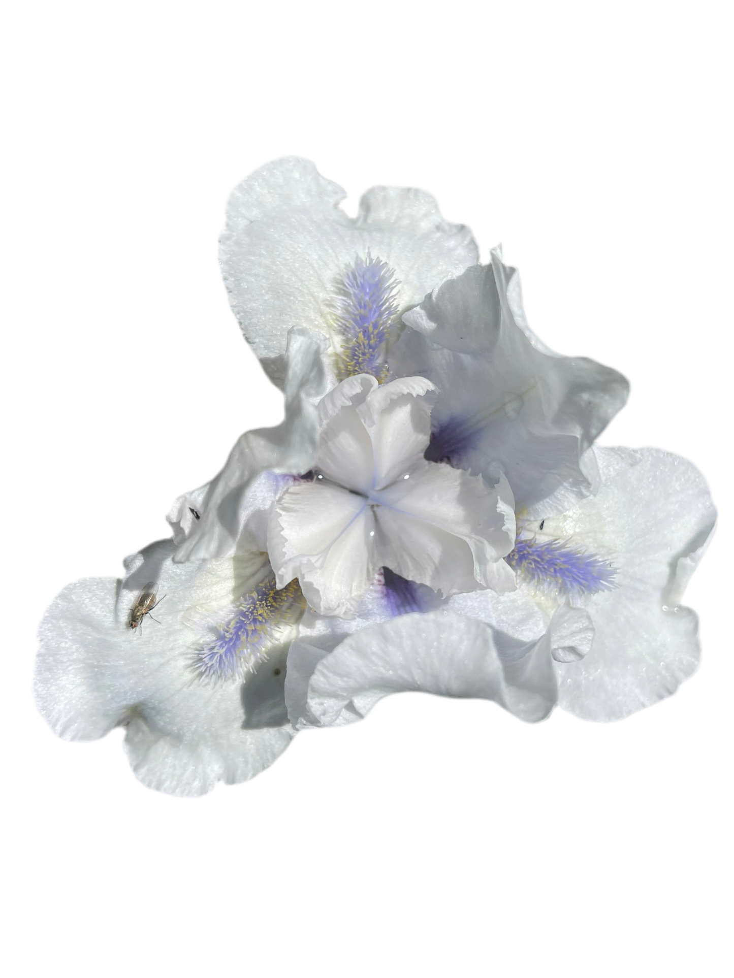 Iris - Code Of Honour (IB) *Restocking Summer 2026*