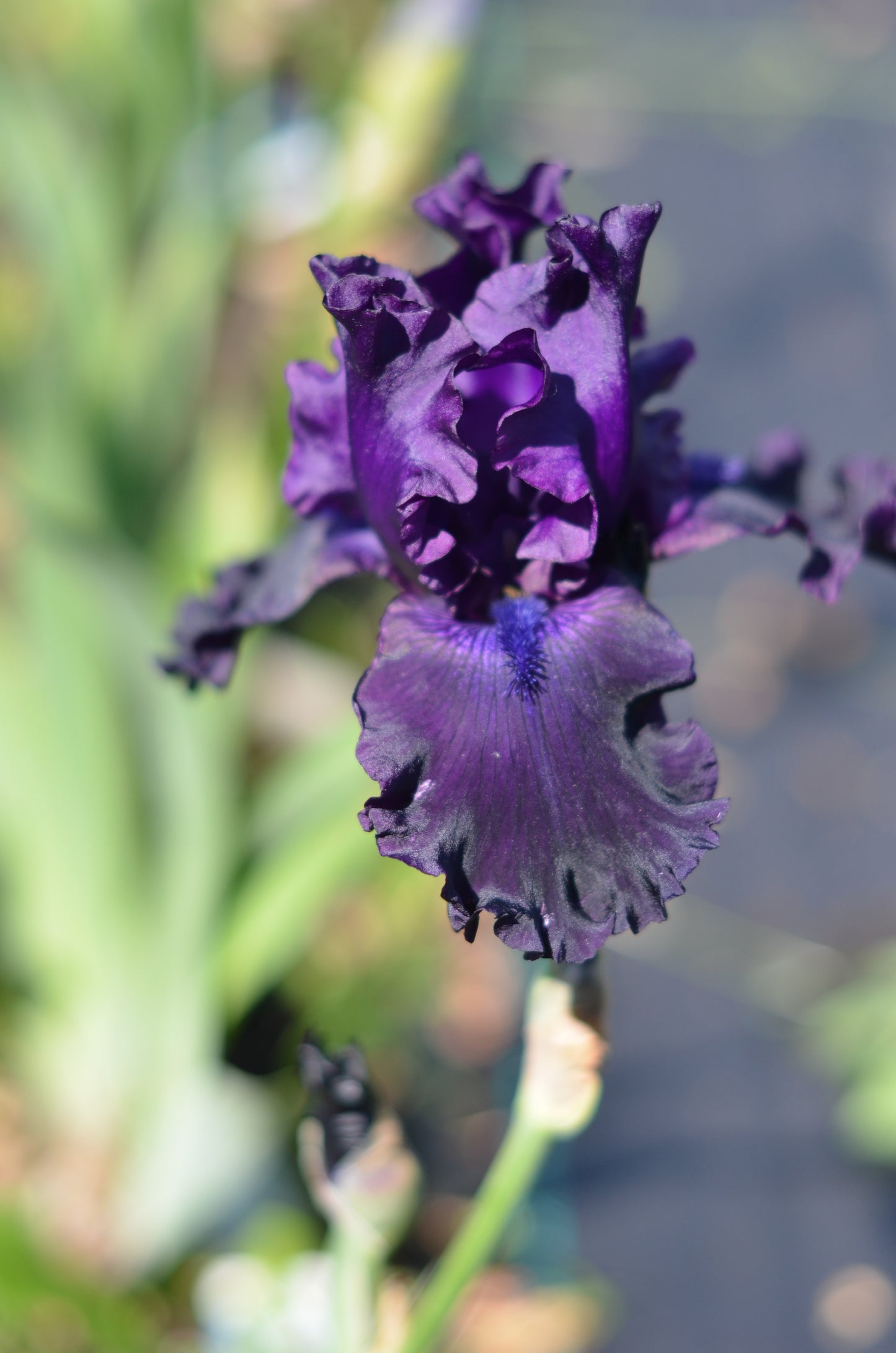 Iris - Night Ruler