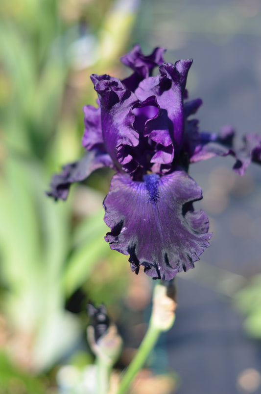 Iris - Night Ruler
