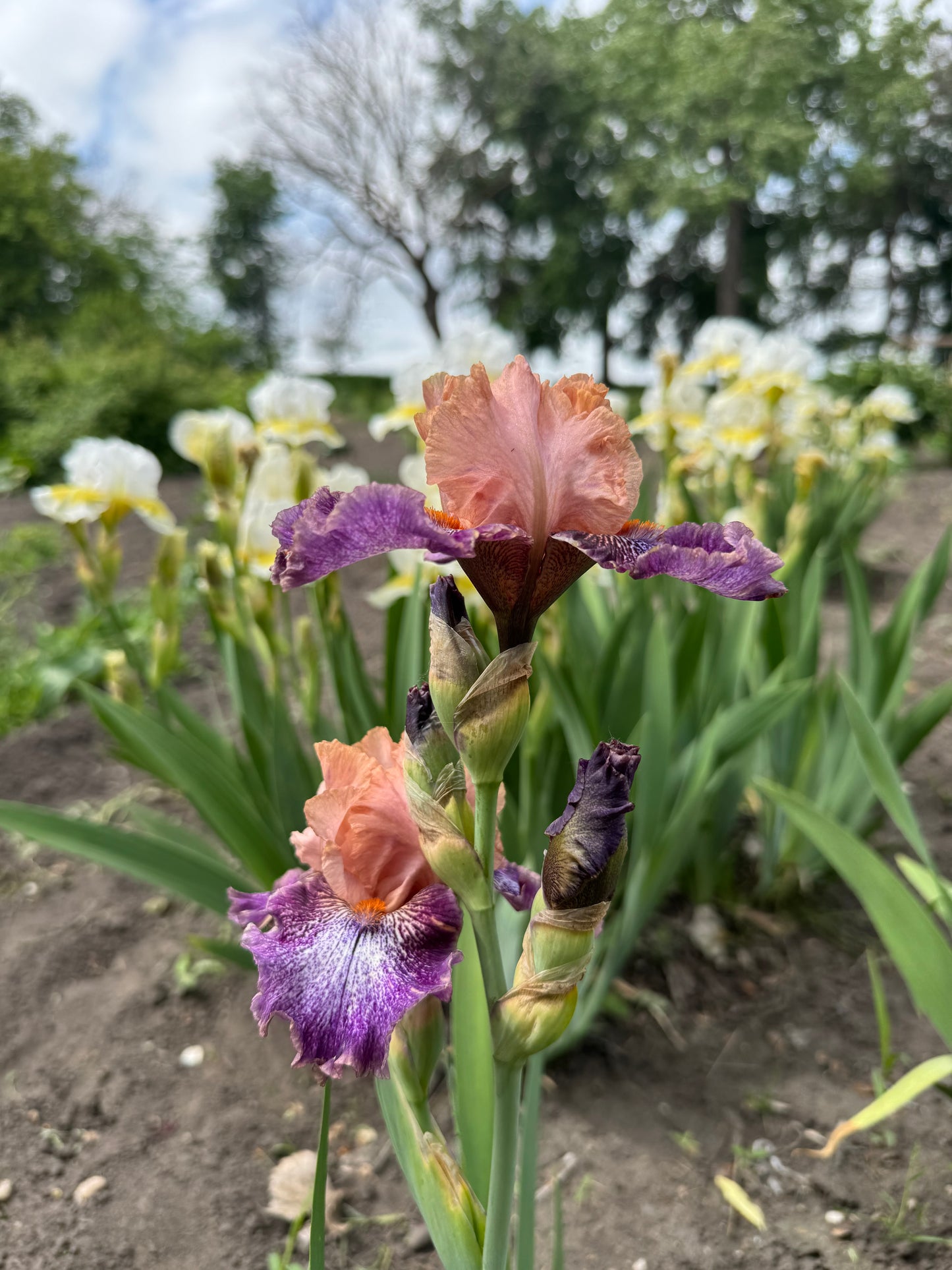 Iris - Flying Circus (TB) *Restocking Summer 2026*