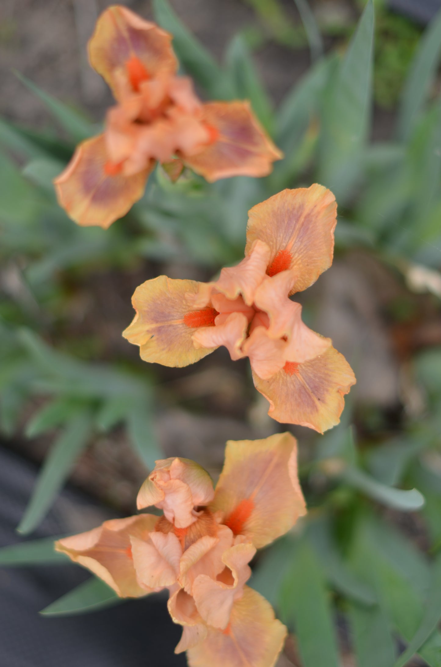 Iris - Pink Pele (IB)