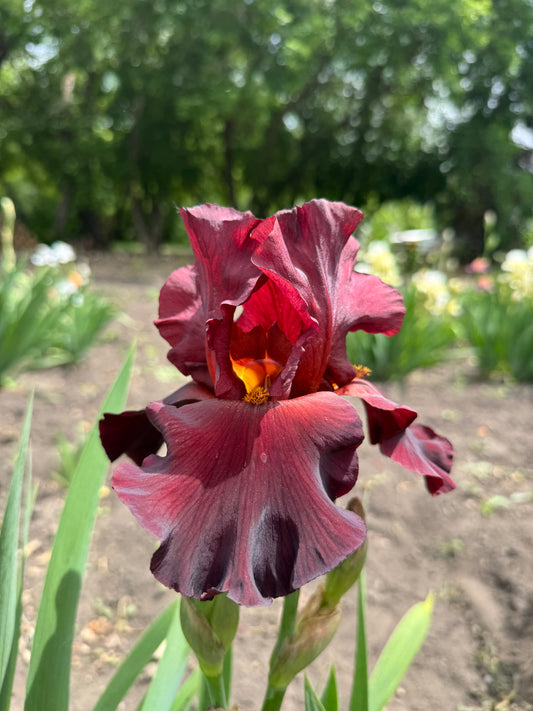 Iris - Dynamite (TB) *Restocking Summer 2026*