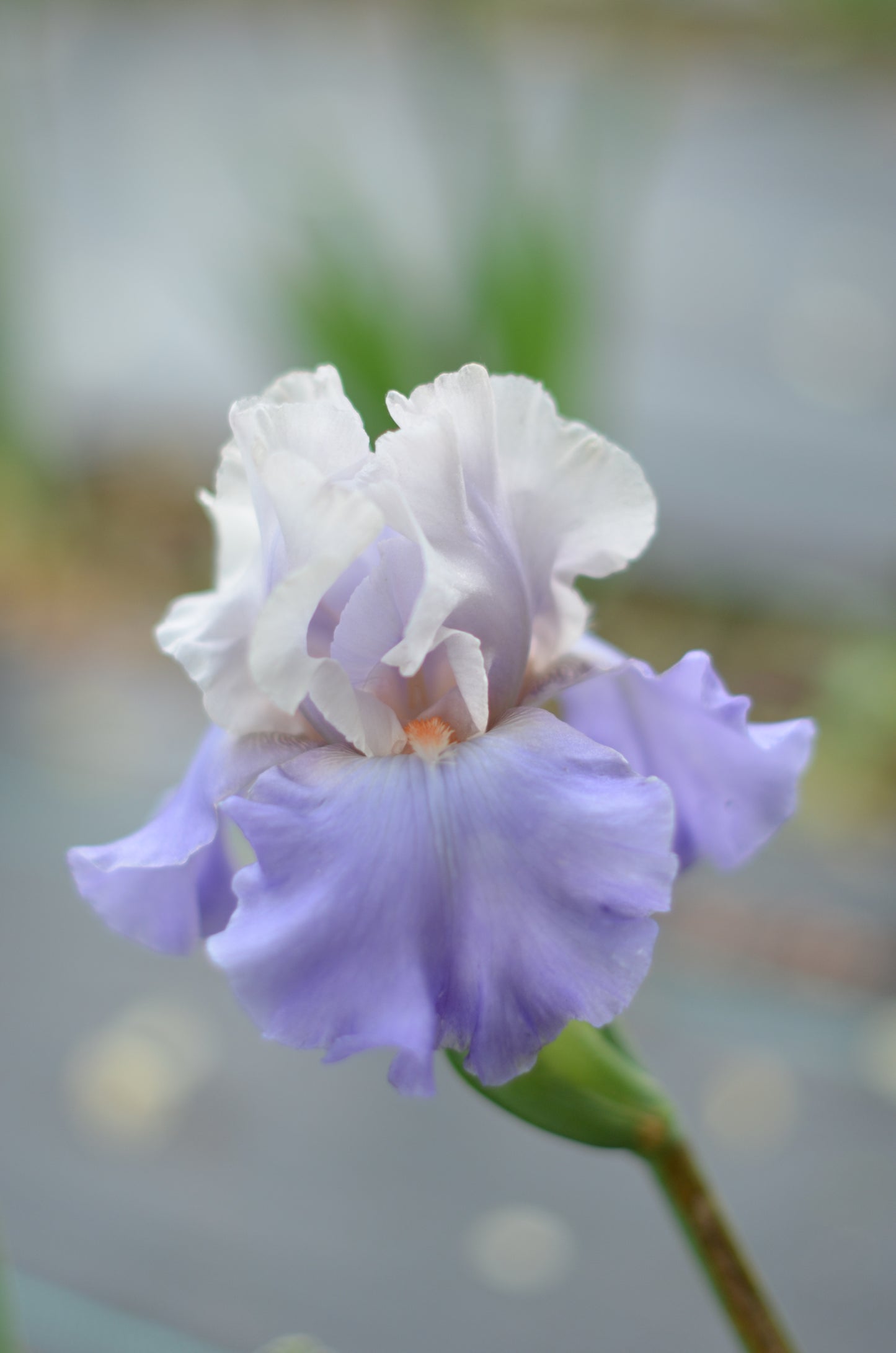 Iris - Calgary