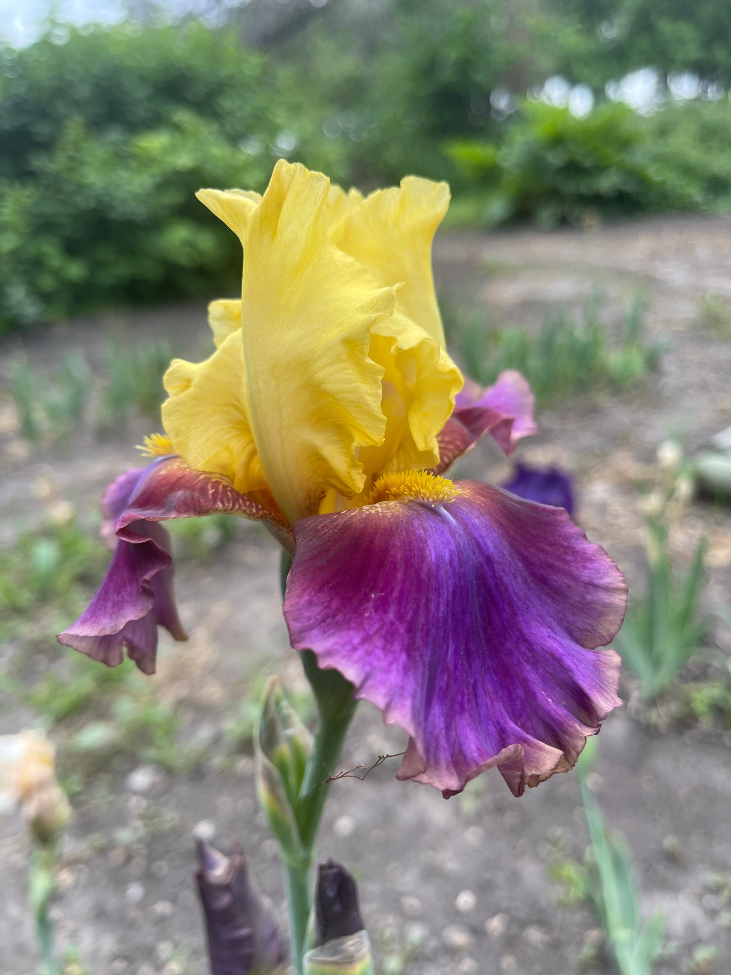 Iris - Flying Carpet (TB) *Restocking Summer 2026*