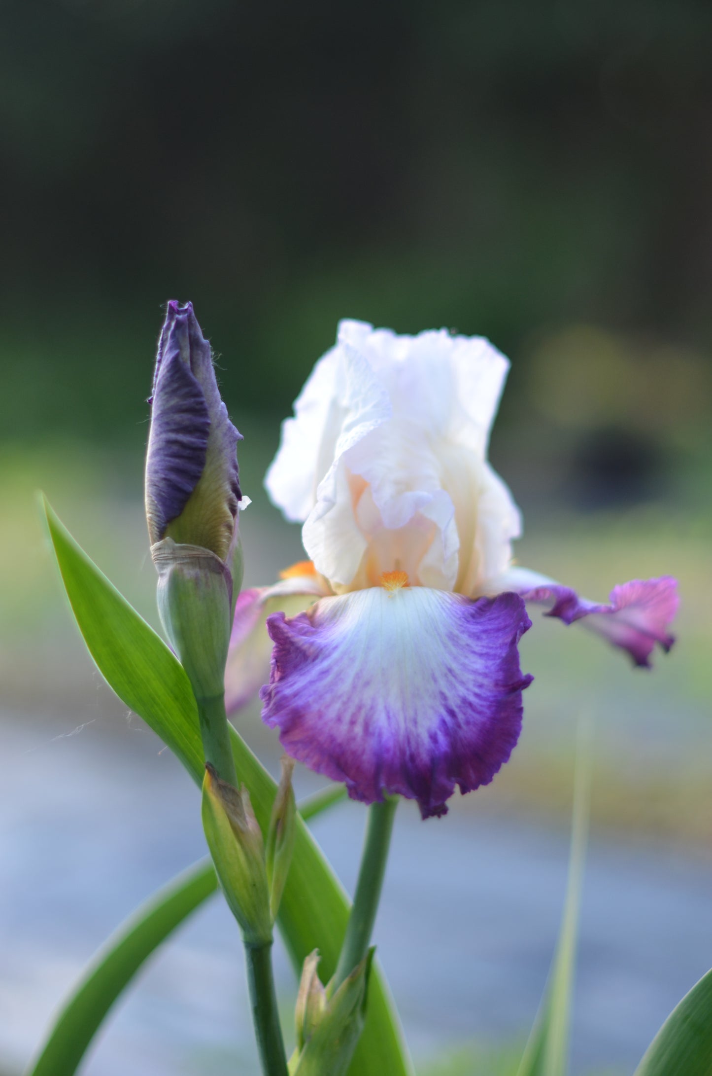 Iris - Bold Fashion