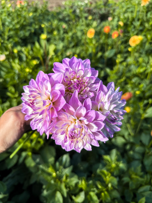 Dahlia Tuber - Blue Wish *Restocking Spring 2026*